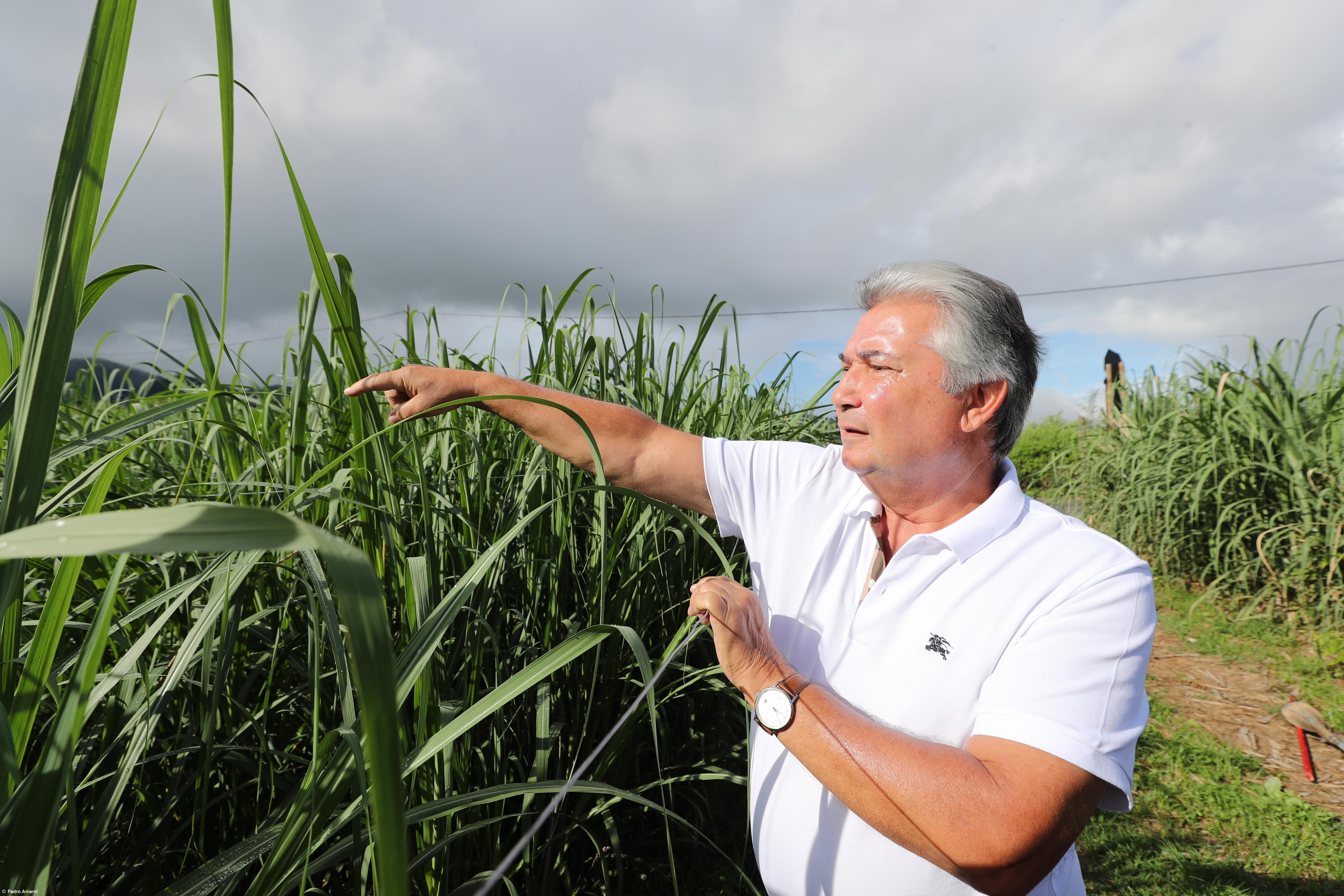 Falta de apoio à cana de açúcar trava investimentos – Imagem 1