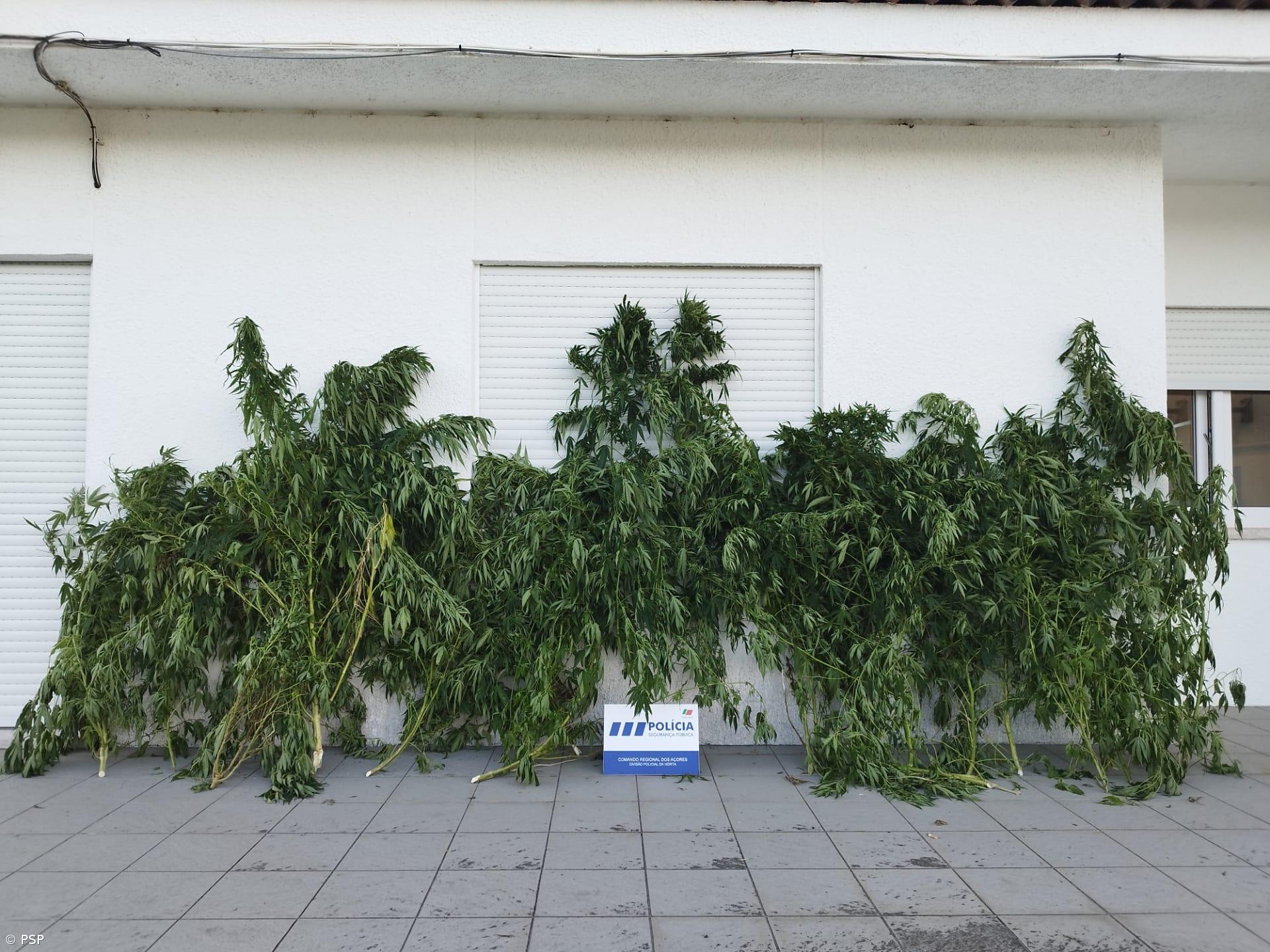 Casal detido na Horta por cultivo de estupefacientes – Imagem 1