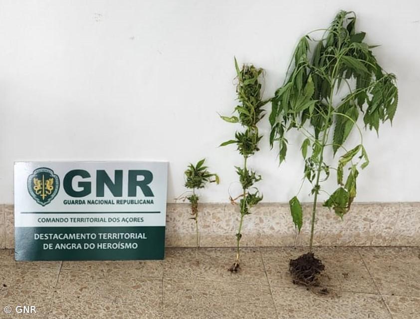 Apreensão de três plantas de canábis em São Jorge – Imagem 1