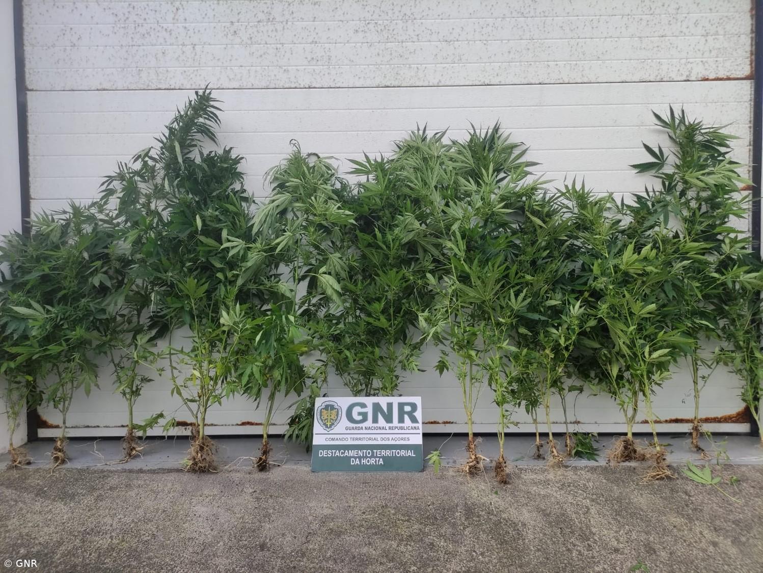 Apreensão de 18 plantas de cannabis nas Flores – Imagem 1