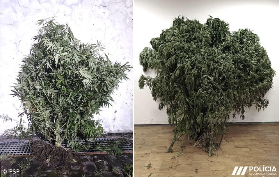 Detidos dois homens pelo crime de tráfico e cultivo de estupefacientes no Nordeste – Imagem 1