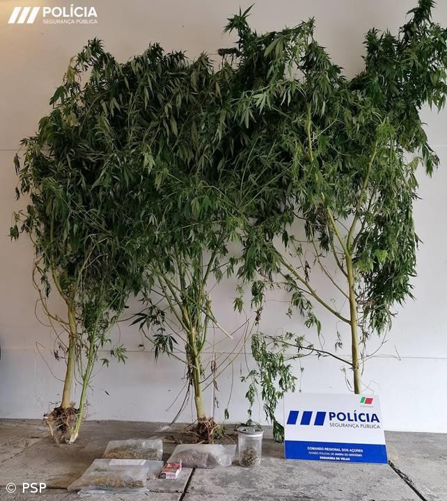 Homem detido em São Jorge pelo crime de tráfico de estupefacientes – Imagem 1