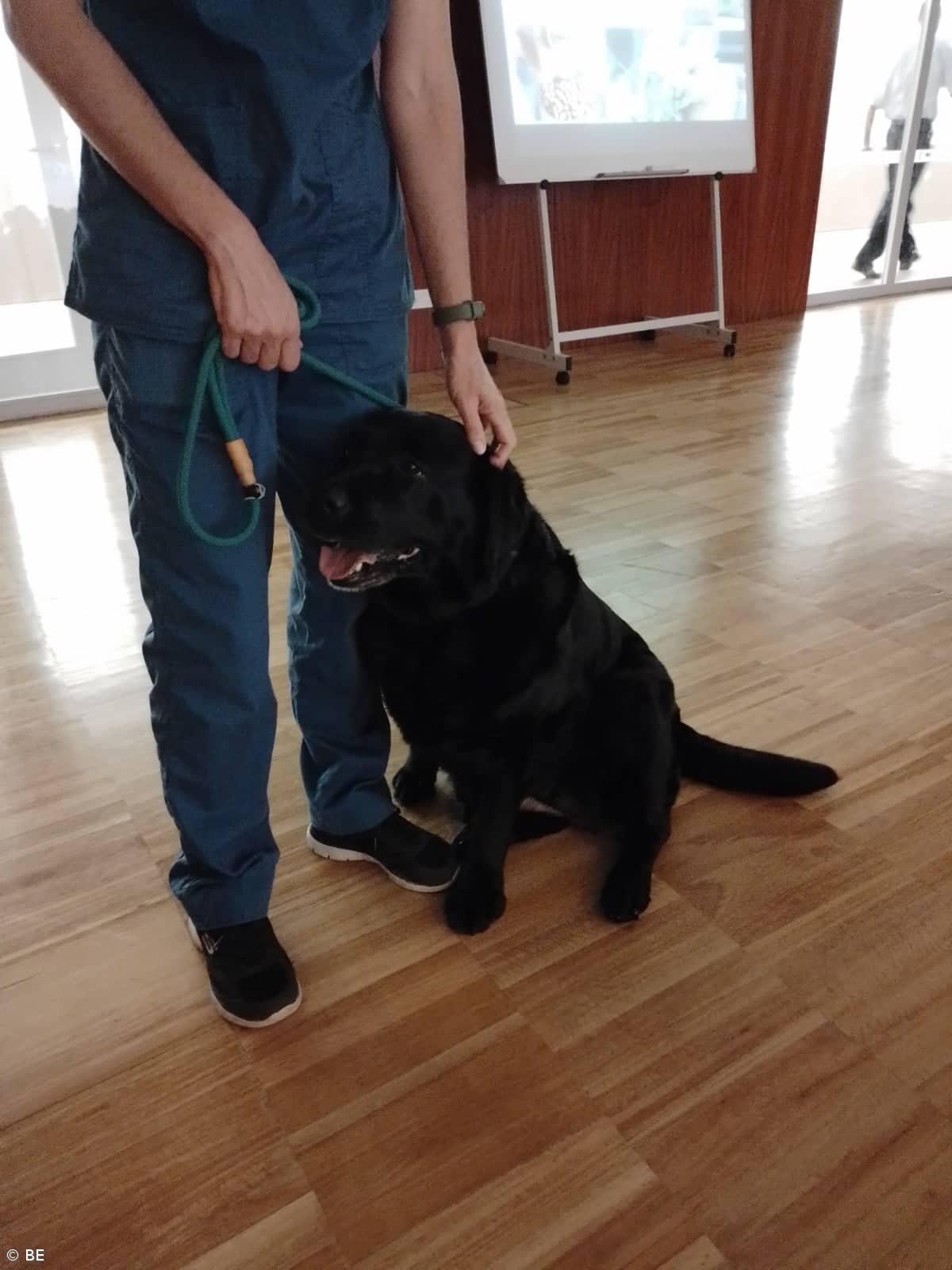 "Bem-estar animal" – Imagem 2