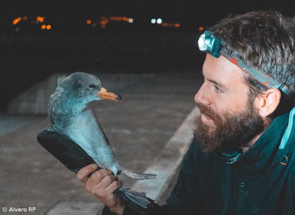 Associação dos Açores pede diminuição da intensidade da iluminação para salvar cagarros – Imagem 1