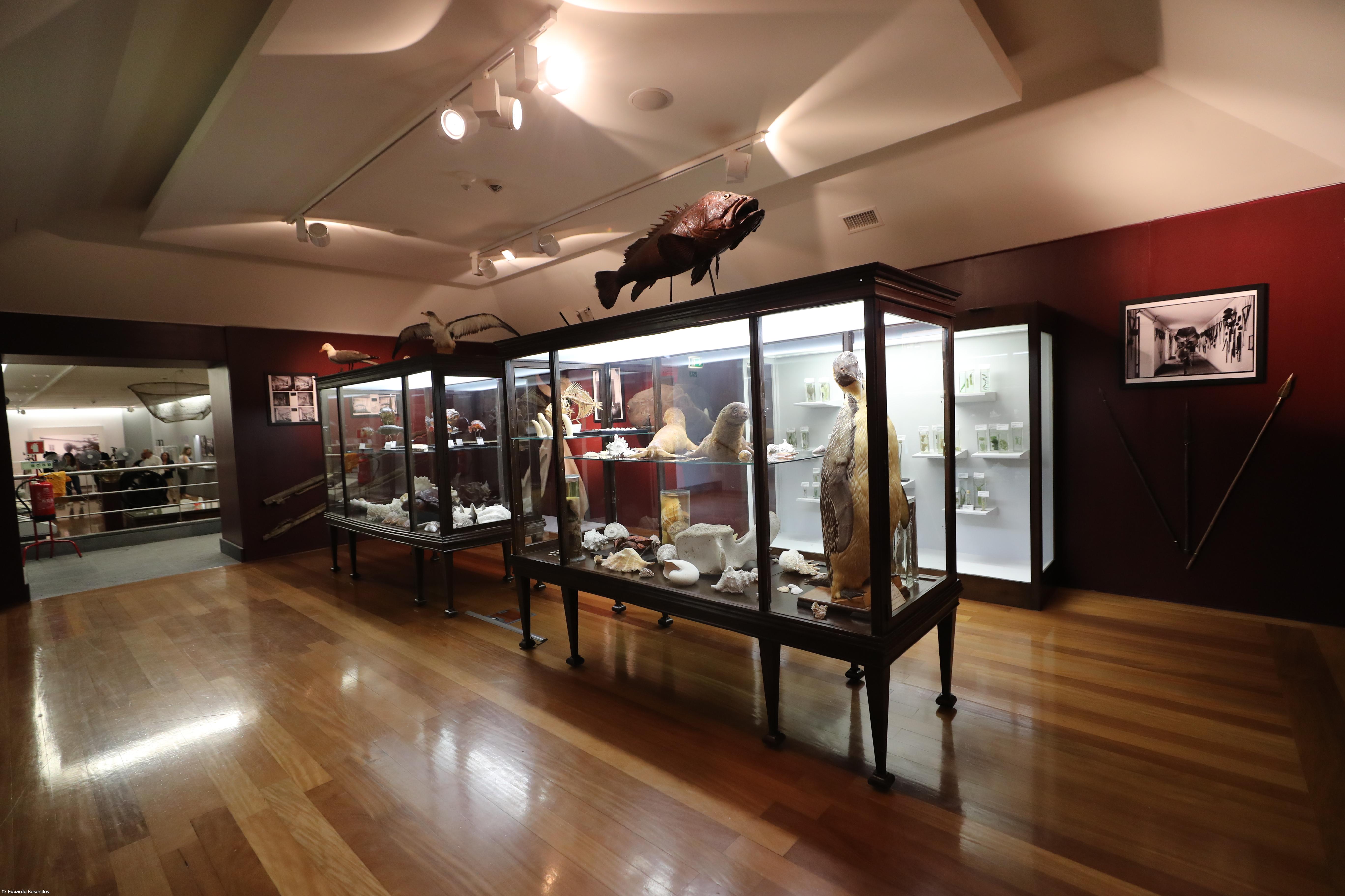 Museu dedica exposição ao Príncipe do Atlântico – Imagem 7