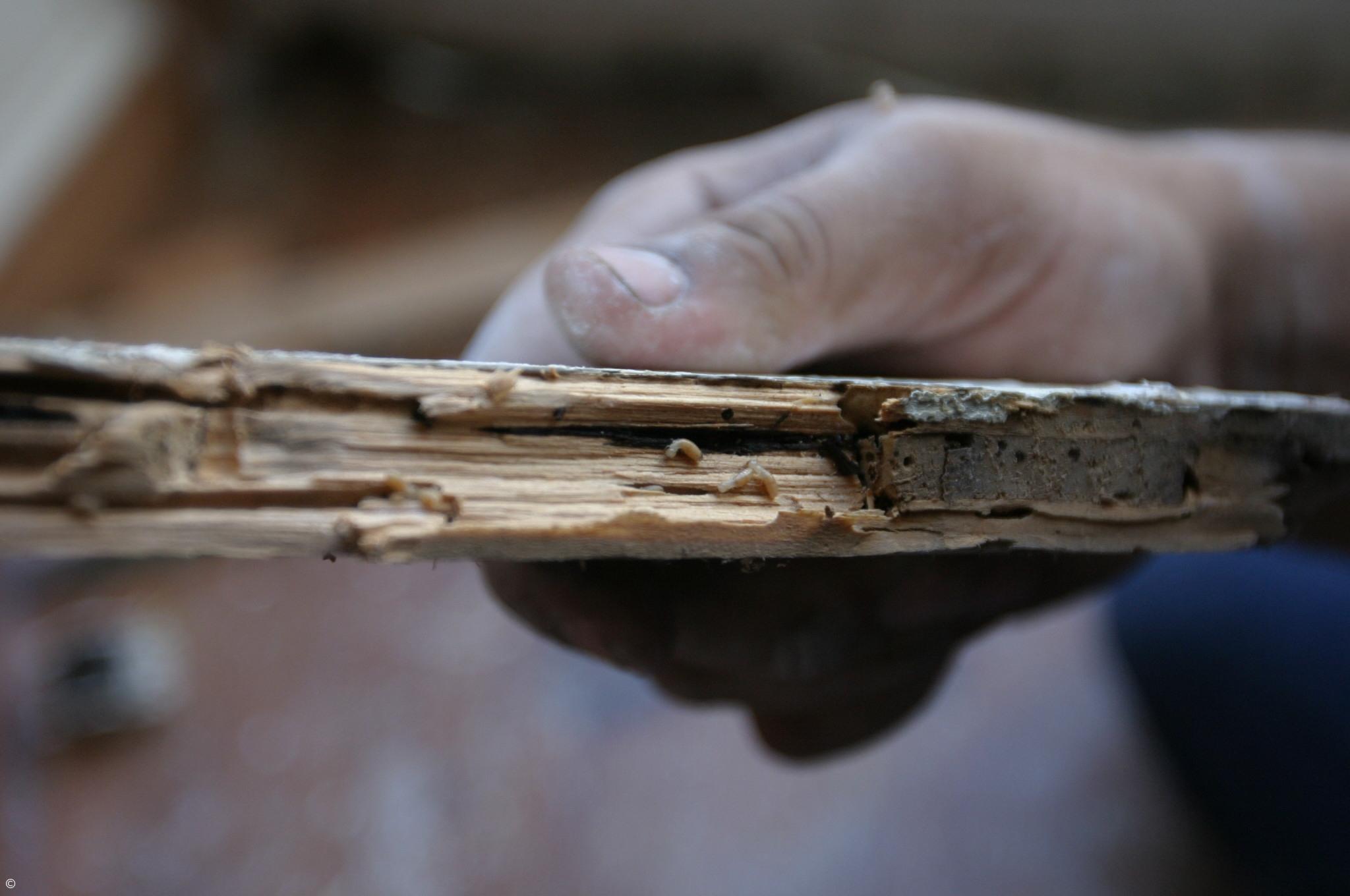 União de capitais de língua portuguesa discute combate às térmitas em Angra do Heroísmo  – Imagem 1
