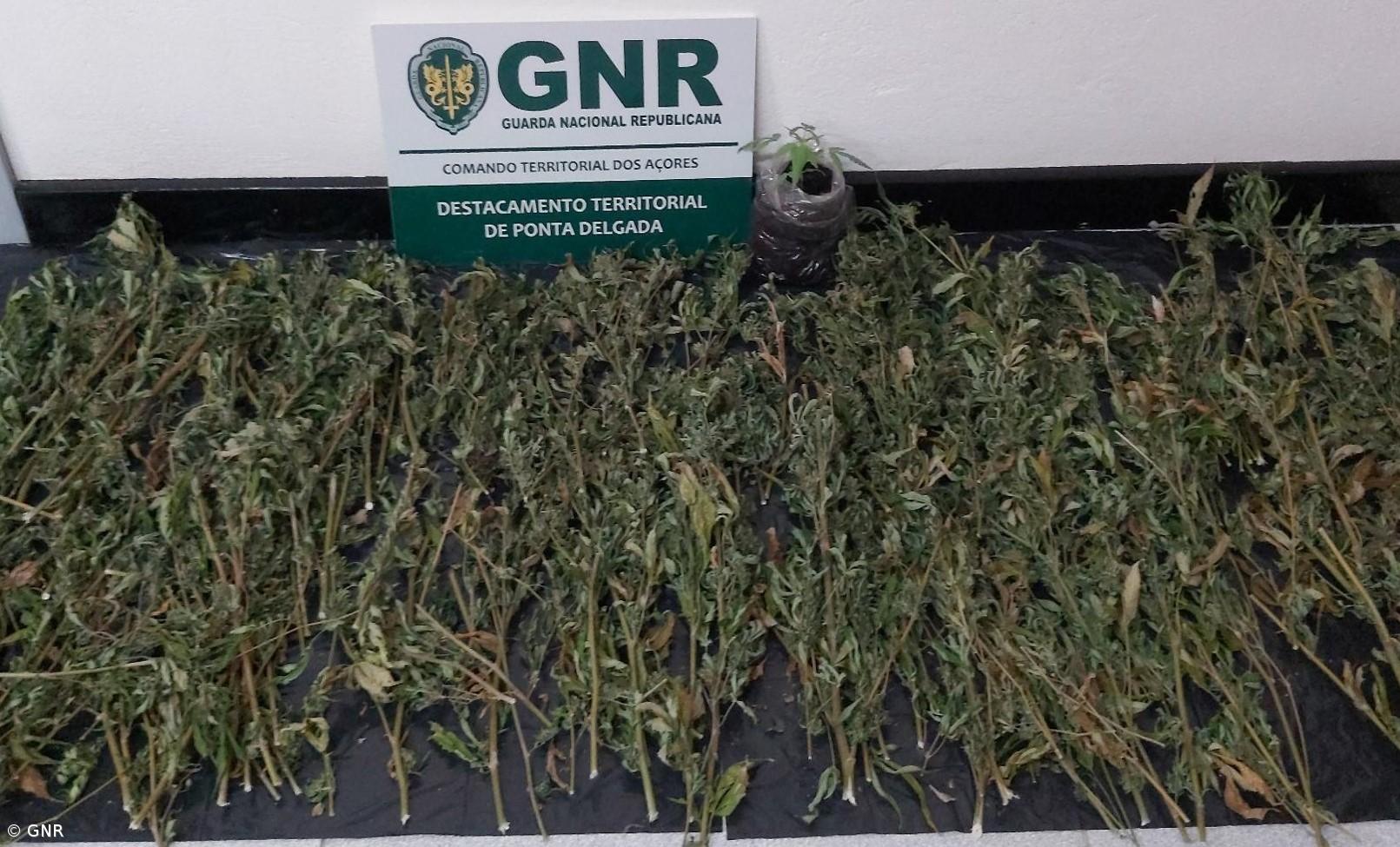 Detido homem por posse de estupefacientes em Santa Maria – Imagem 1