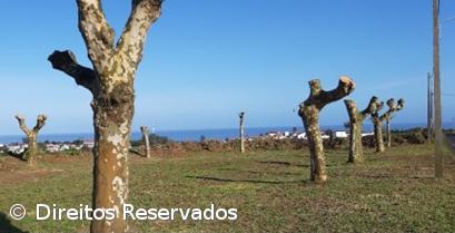 Ambientalistas criticam poda ‘radical’ de plátanos – Imagem 1