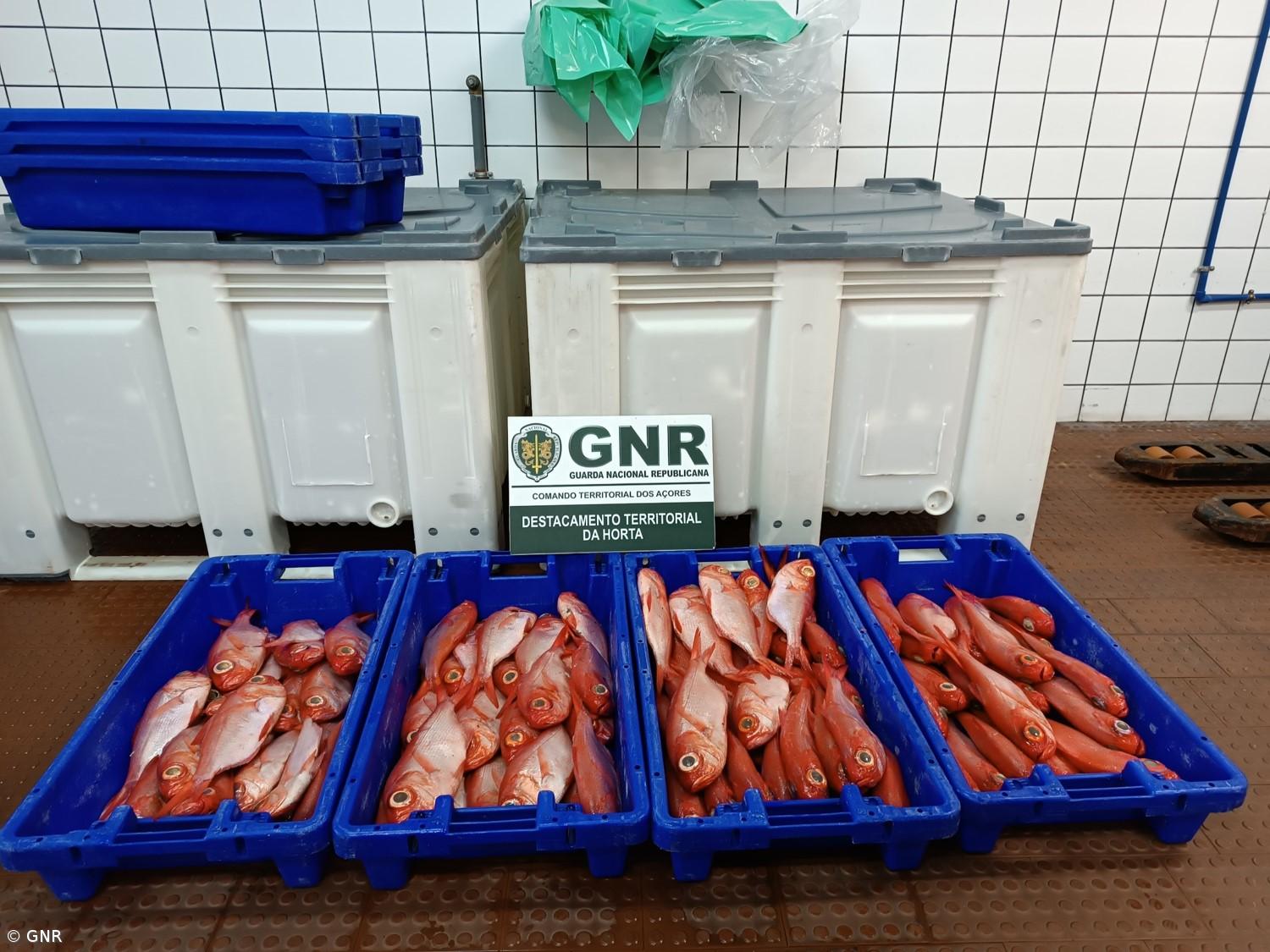 GNR apreende no Faial 59 quilos de Alfonsim cuja captura está proibida – Imagem 1