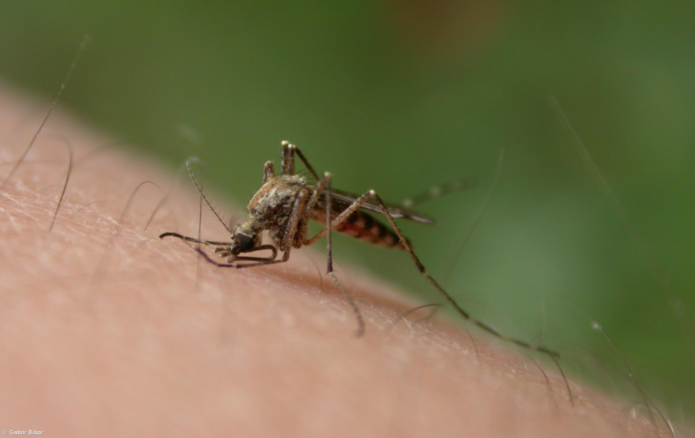 Portugal estuda mosquitos para prevenir doenças – Imagem 1