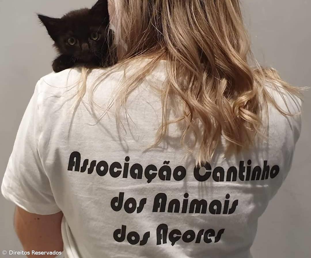 Associação de defesa dos animais bate recorde de castrações em 2022 – Imagem 1