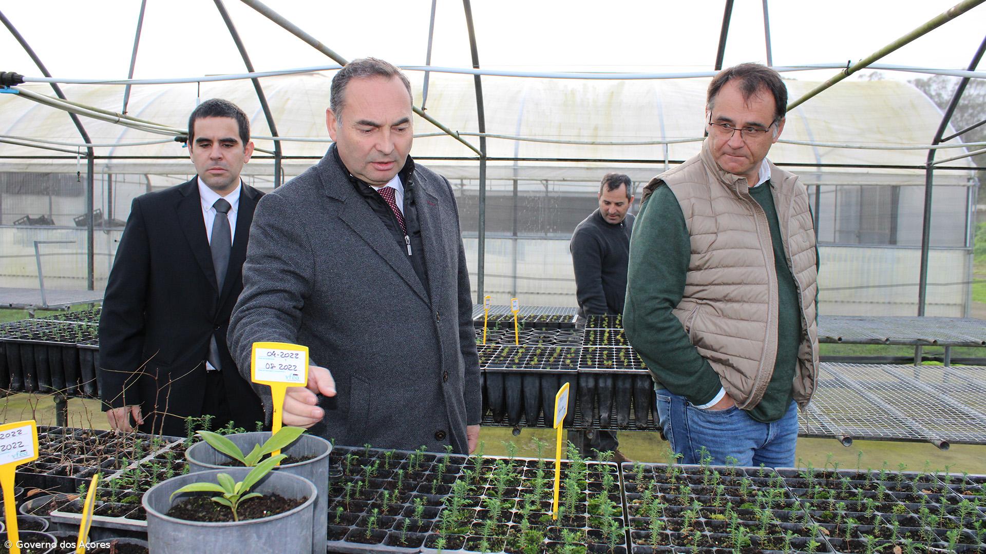 Viveiros florestais dos Açores produzem anualmente dois milhões de plantas – Imagem 3