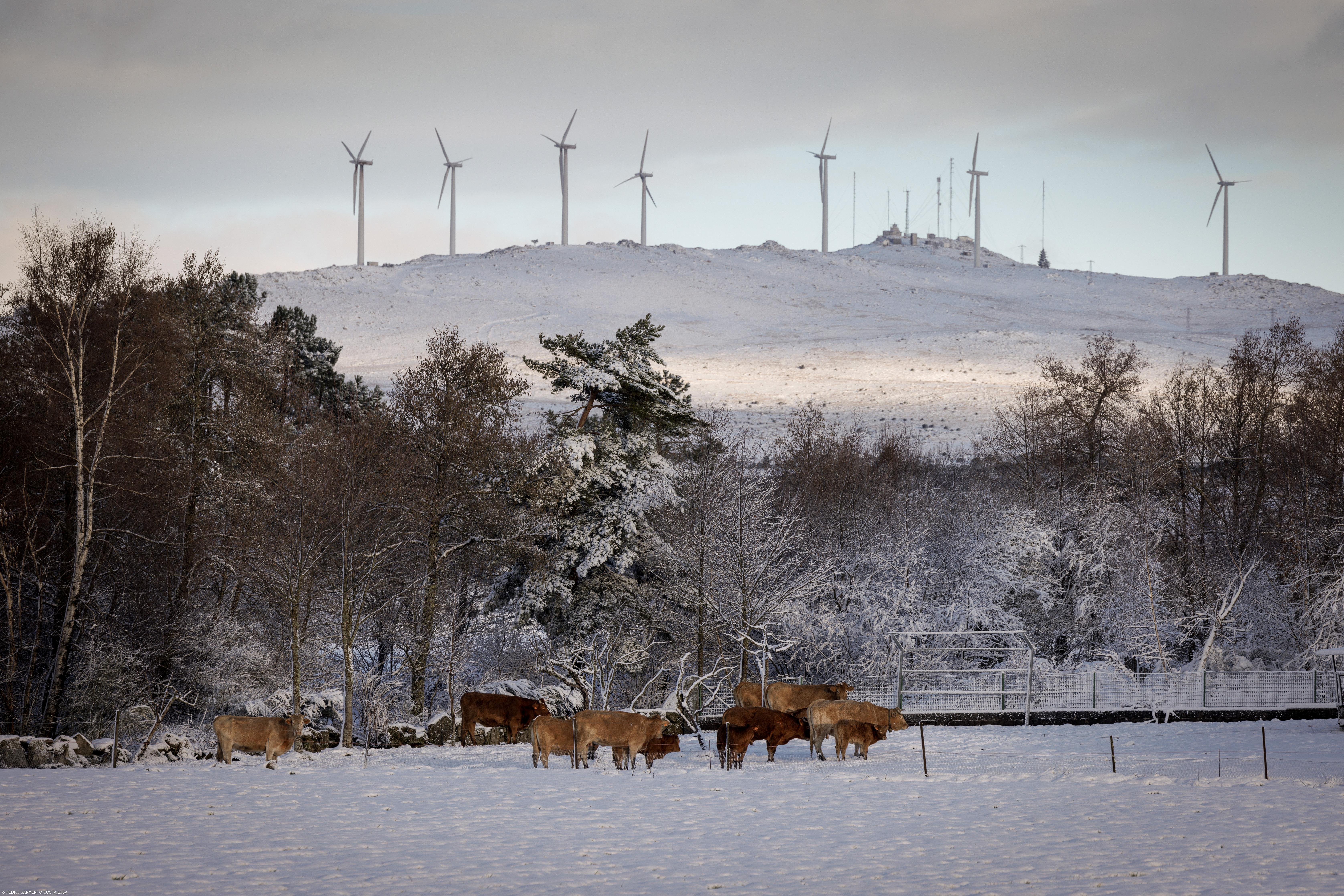 Primeiro nevão do ano “acelera” hotelaria e restauração do Alto Minho – Imagem 1