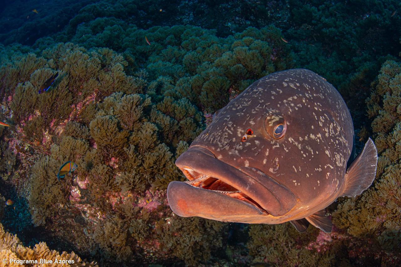 Programa Blue Azores inicia processo participativo – Imagem 1