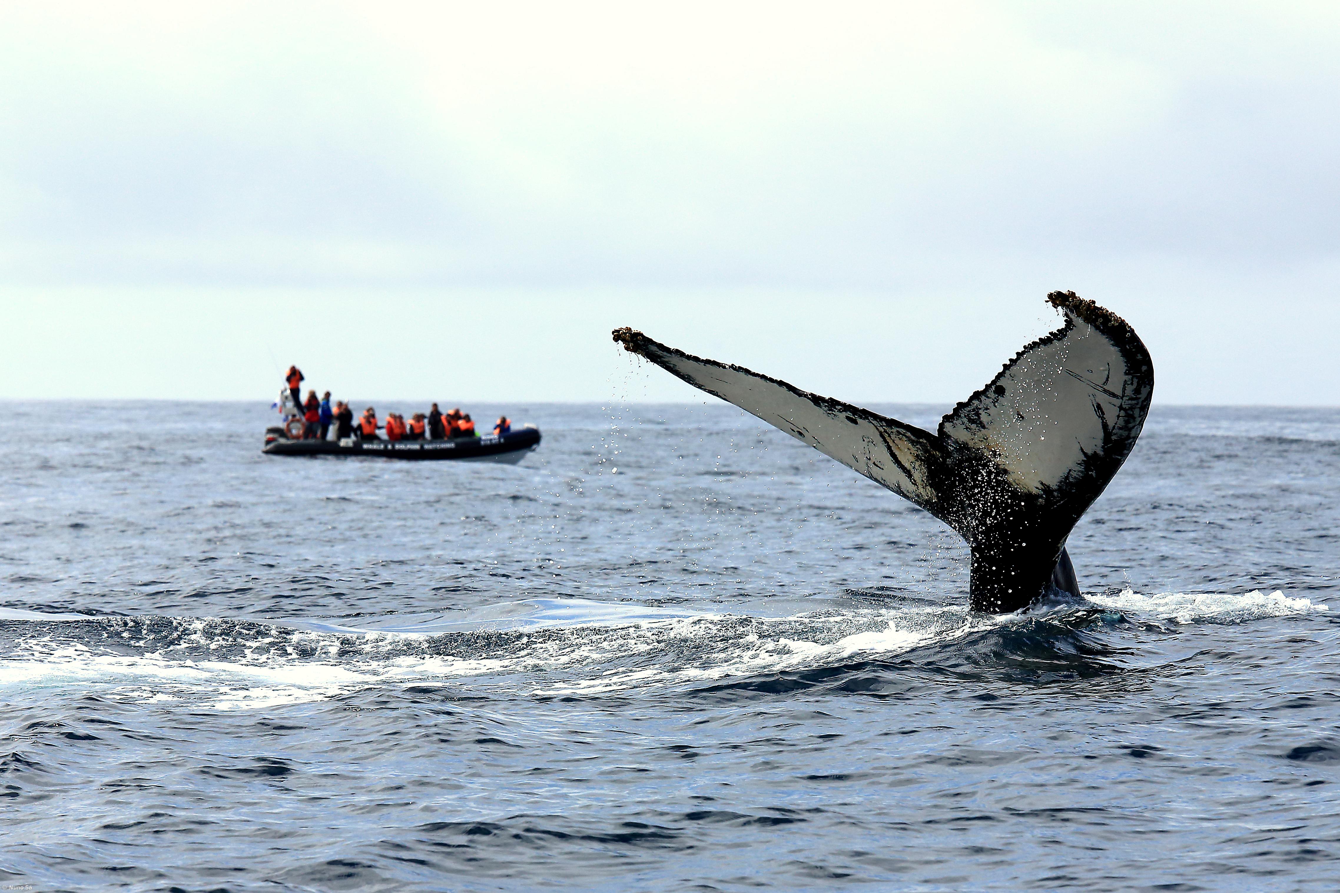 Açores certificados como Sítio Património das Baleias – Imagem 1