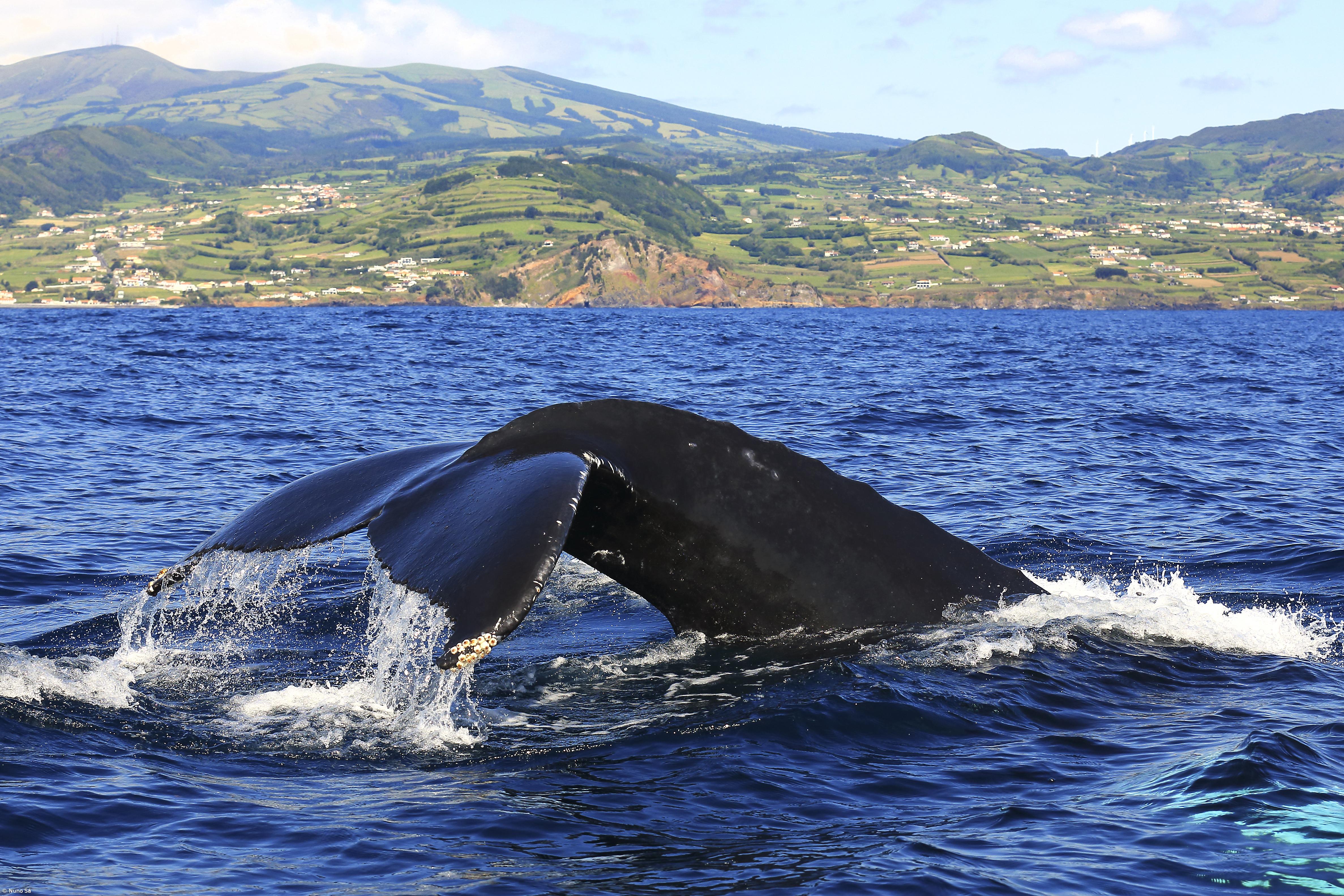 Açores certificados como Sítio Património das Baleias – Imagem 2