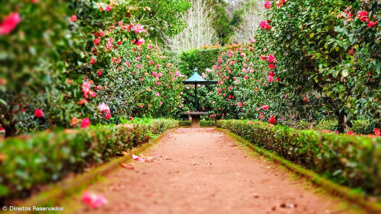 Parque Terra Nostra assinala Florescer das Camélias – Imagem 1