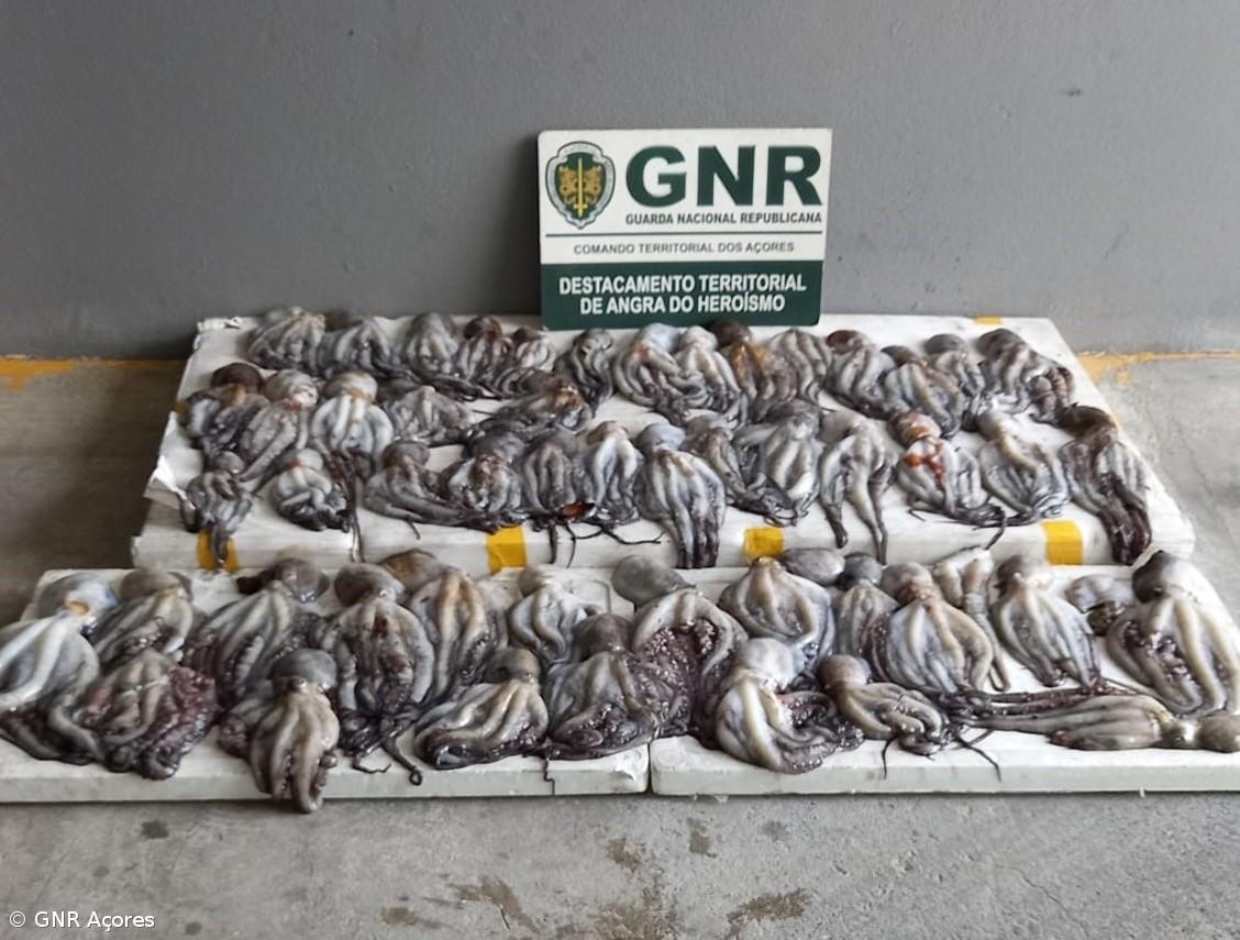 GNR apreende 21 quilos de polvo na ilha Terceira – Imagem 1