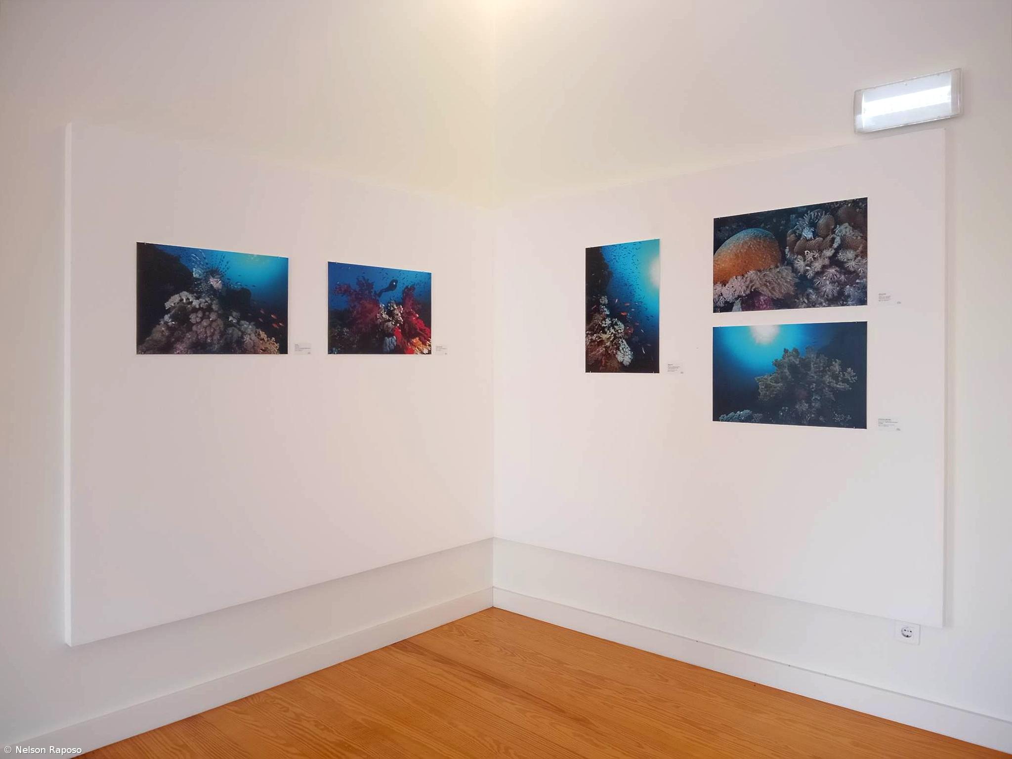 Exposição fotográfica aborda mundo subaquático – Imagem 1