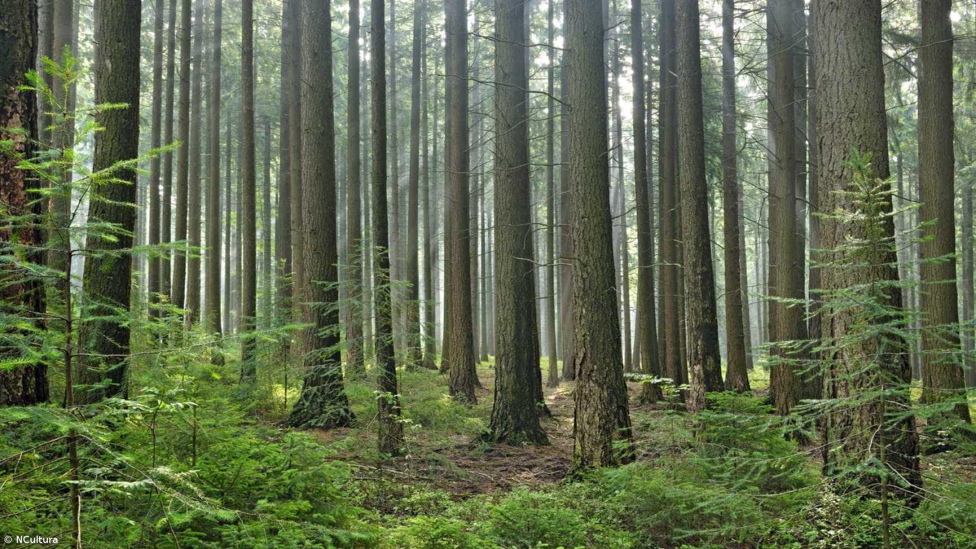 Florestas ontem e hoje: o Pinhal de D. Dinis – Imagem 1