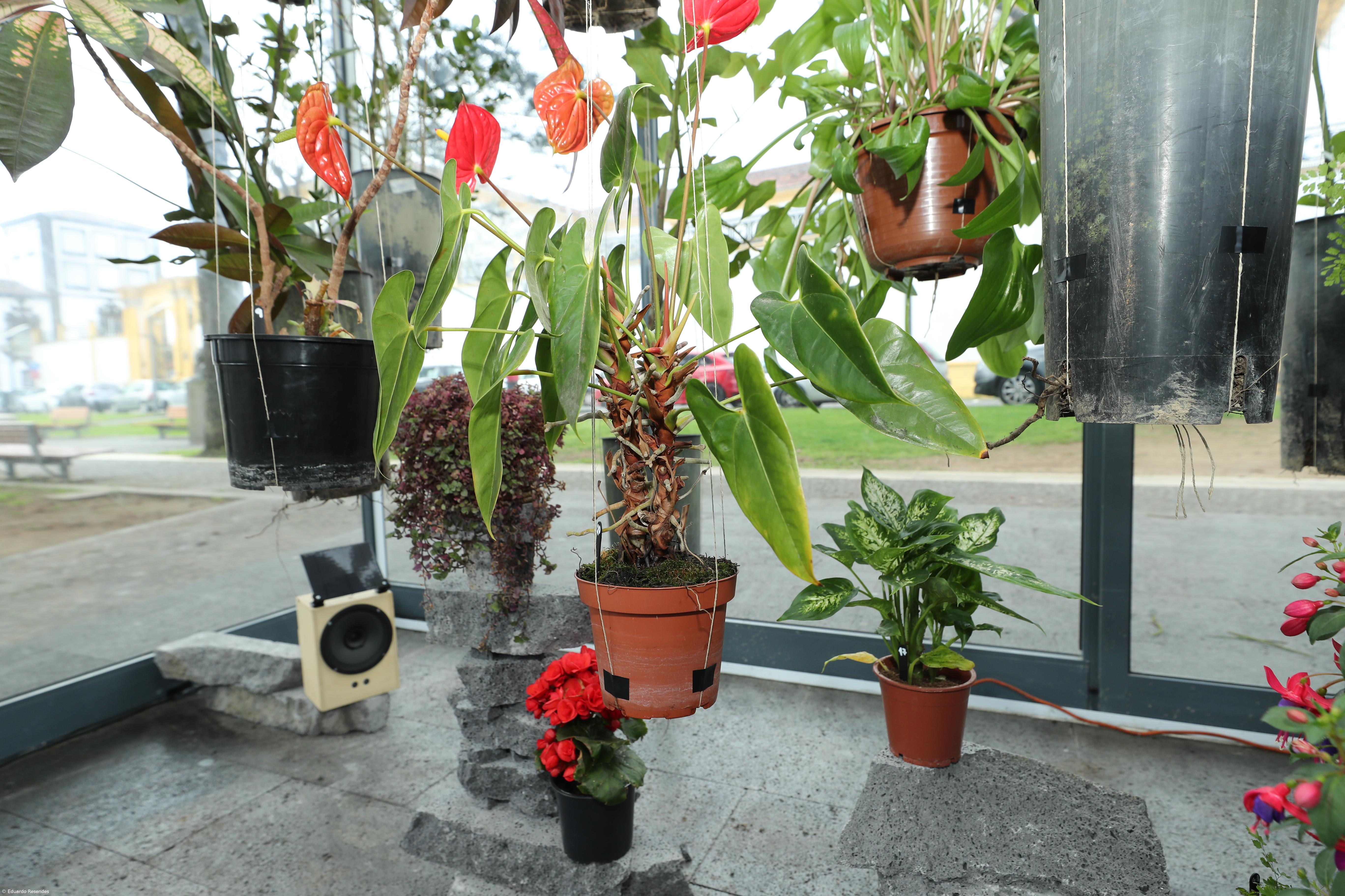 Bioinstalação revitaliza espaço em Ponta Delgada – Imagem 1