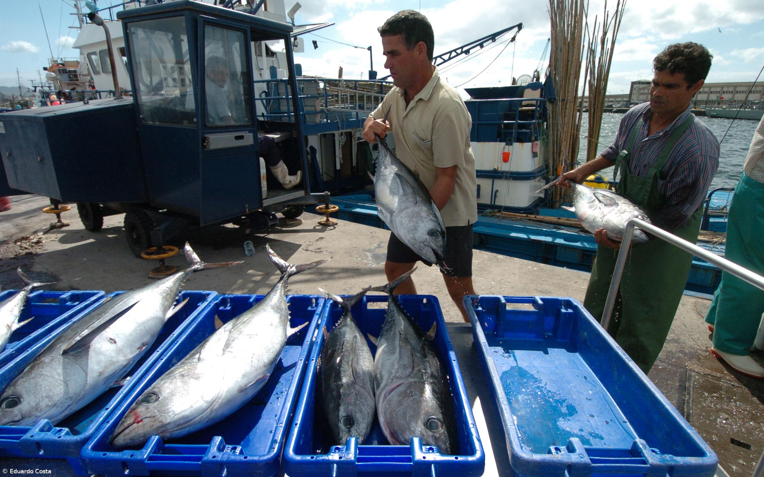 Campanha do atum-rabilho abre com alerta de gestão sustentável de Bruxelas – Imagem 1