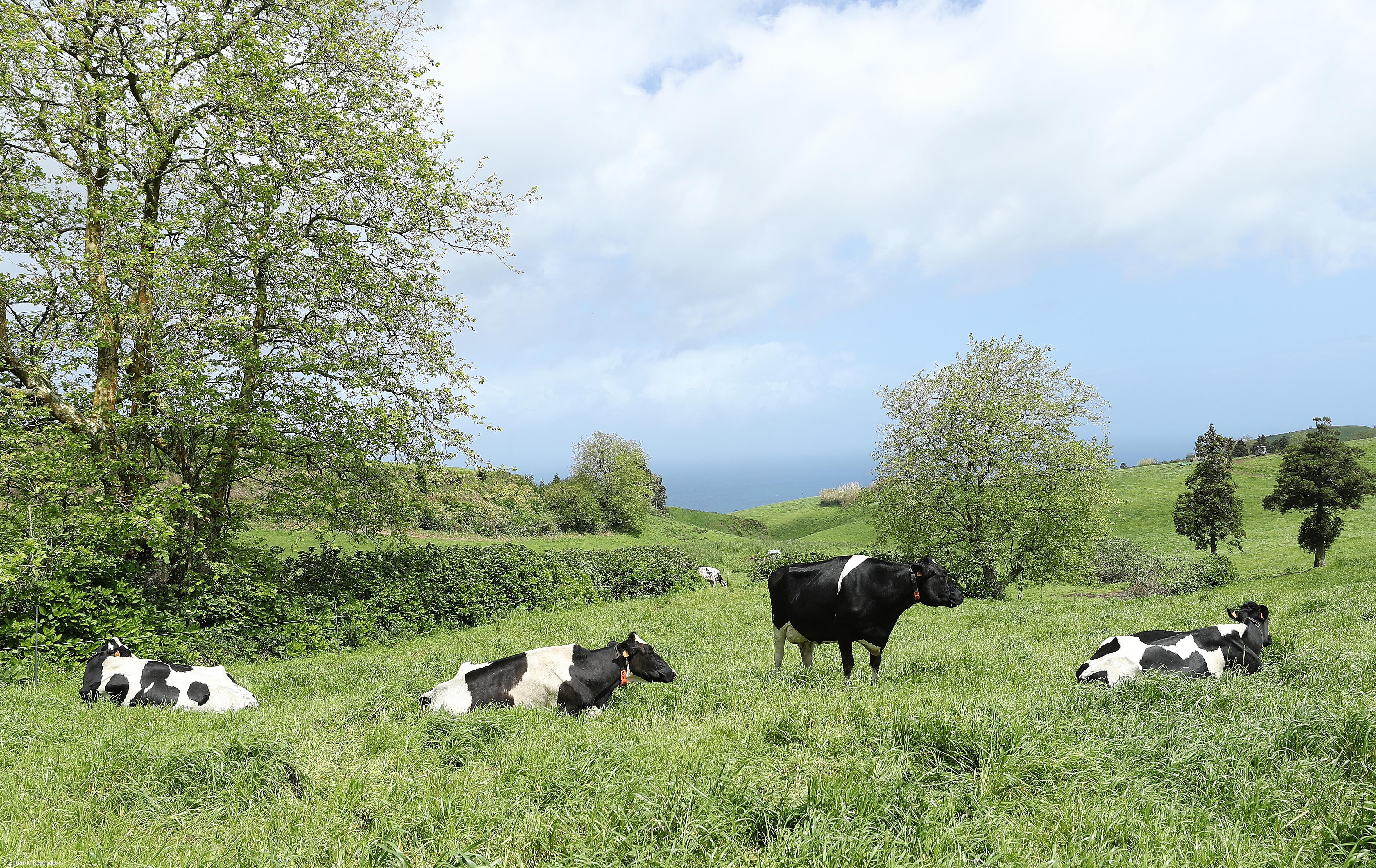 Agricultores dos Açores com apoios para a compra de sementes de milho e sorgo – Imagem 1