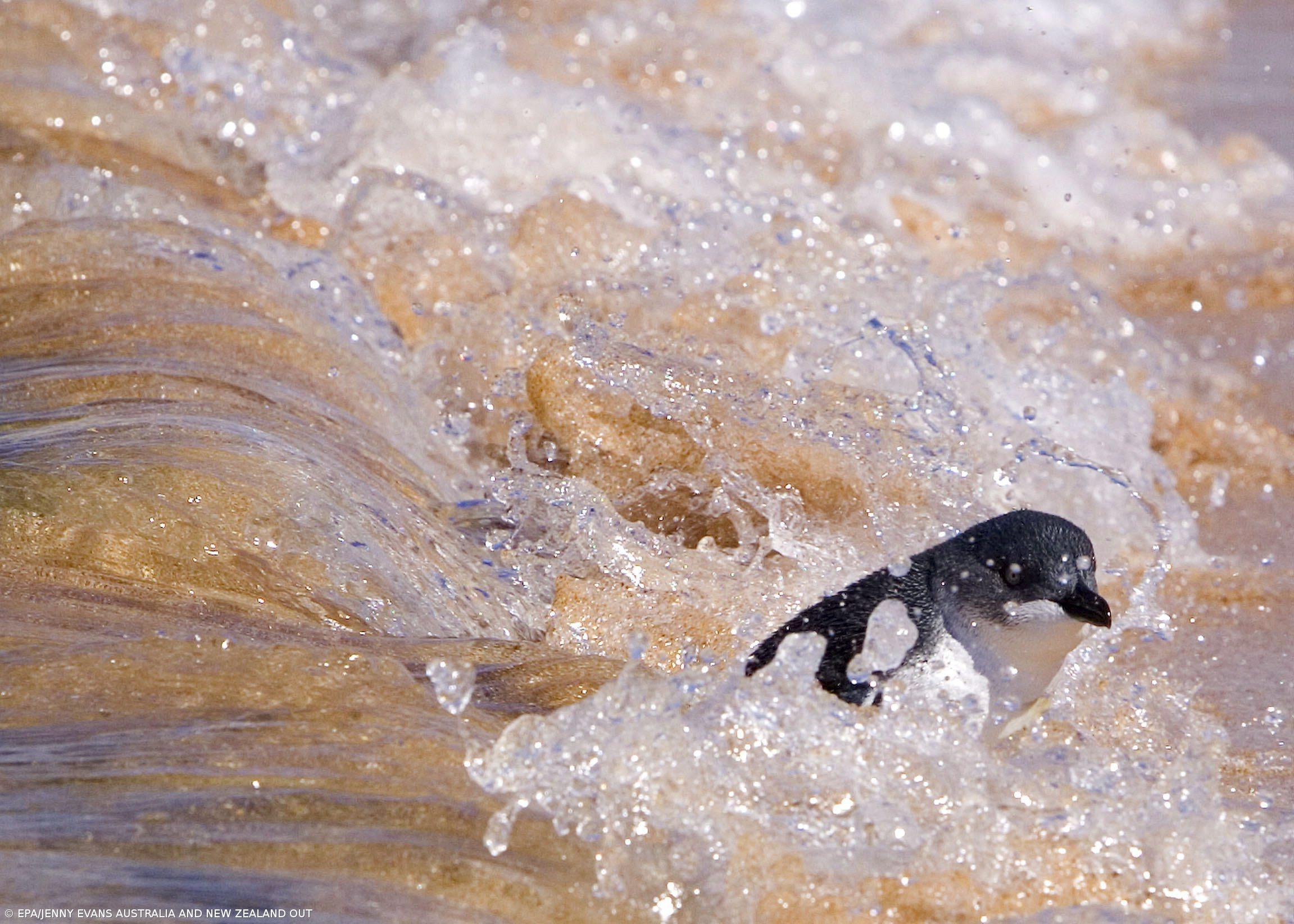 Cientistas estudam método mais rápido e preciso para detetar sexo dos pinguins – Imagem 1