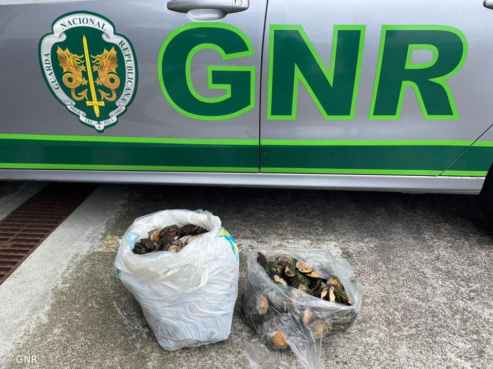 GNR apreendeu 18 quilos de lapas por apanha ilegal – Imagem 1