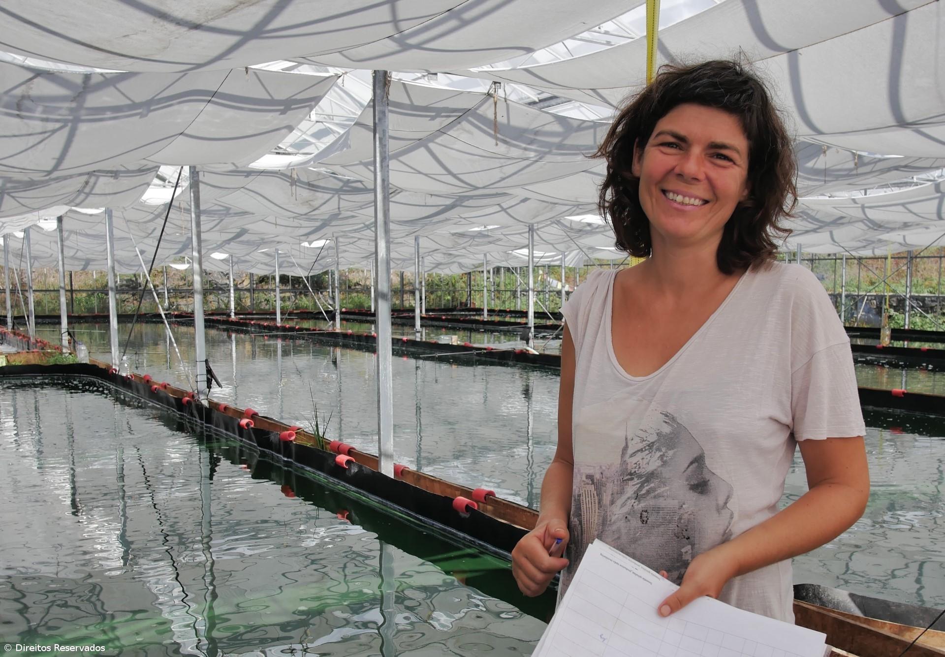 Spirulina produced in Graciosa reaches several countries – Imagem 1