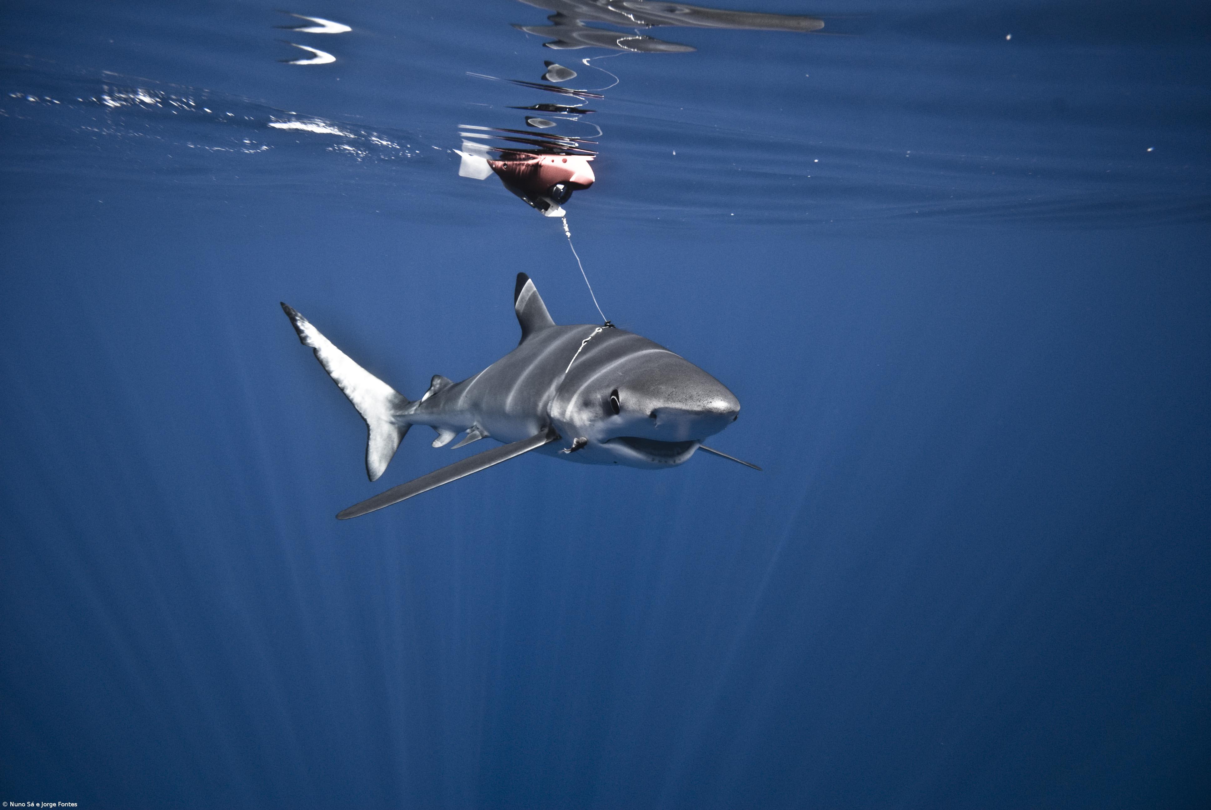 Secret life of sharks and manta rays uncovered – Imagem 2