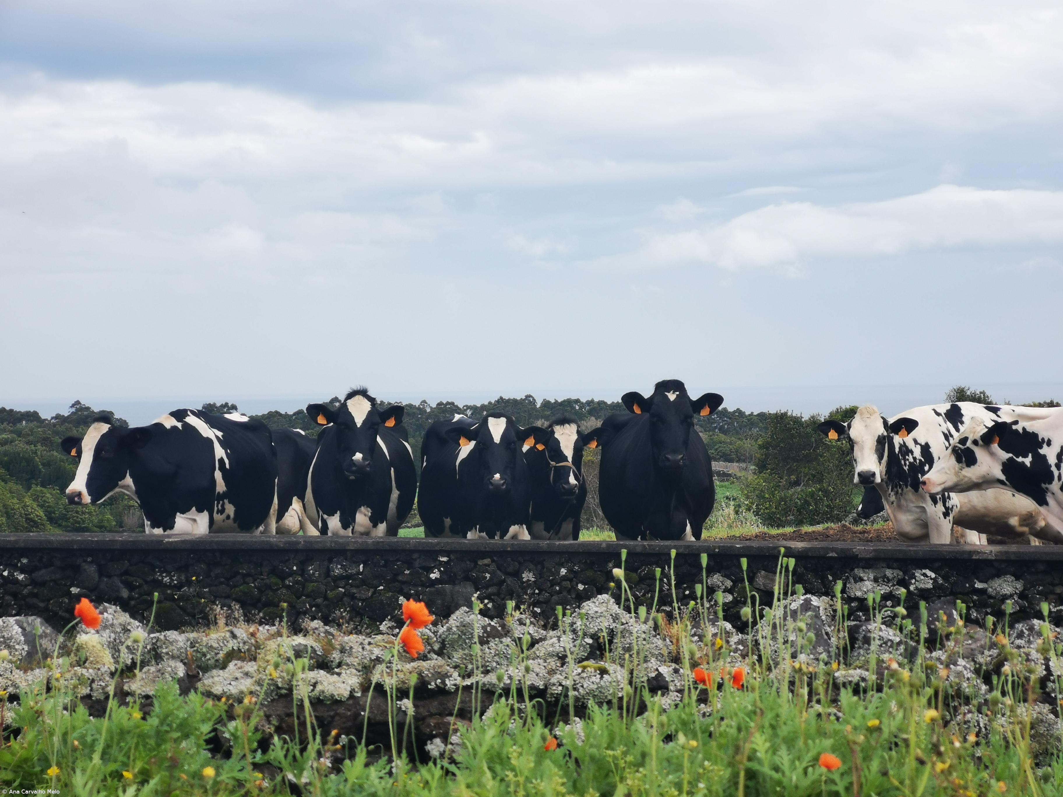 Milk production in the Azores "can be more efficient" – Imagem 1