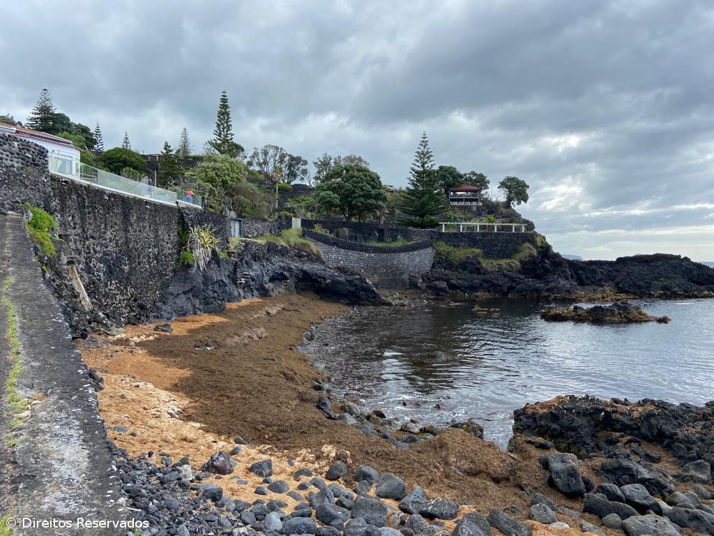 Estudo da Universidade dos Açores admite dificuldade no combate à alga invasora – Imagem 1