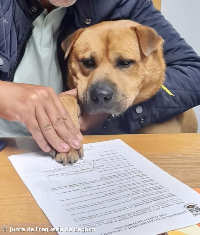 Freguesia em Gondomar assina contrato de trabalho com cão que adotou – Imagem 1