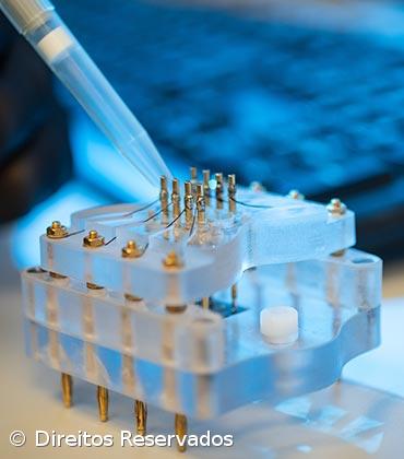 Investigadores querem transformar algas em bioplástico para fertilizar solos agrícolas – Imagem 1