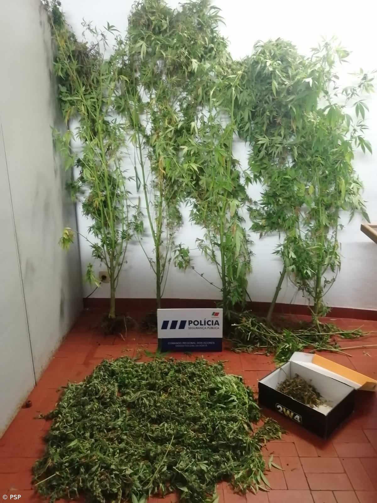  Detenção de casal por alegado tráfico de estupefacientes nas Lajes do Pico – Imagem 1