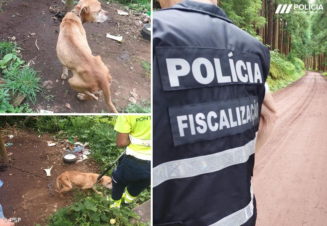 Recolhido cão por alegados maus tratos em Ponta Delgada – Imagem 1