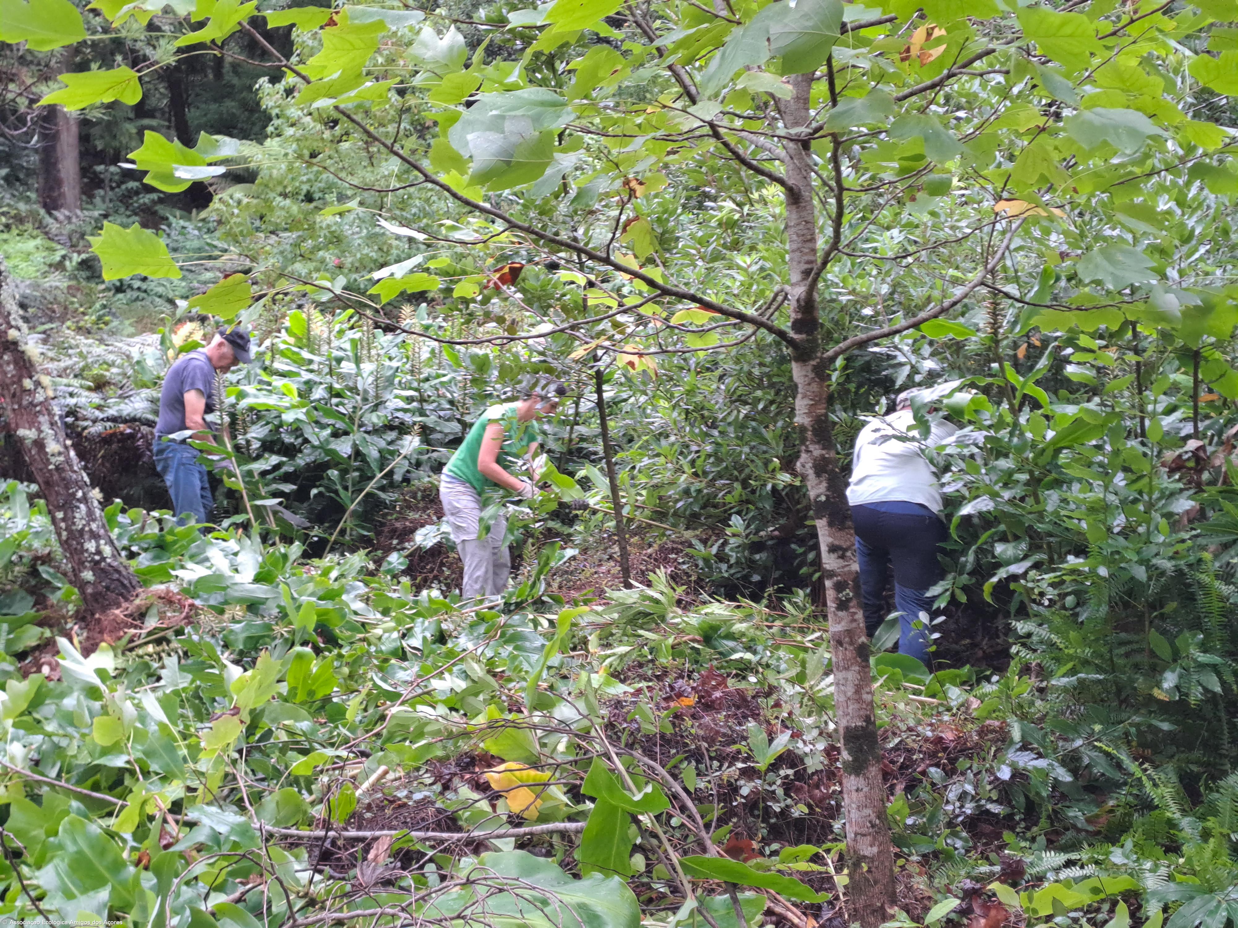 Amigos dos Açores desenvolvem projeto de voluntariado ambiental no Pinhal da Paz – Imagem 1