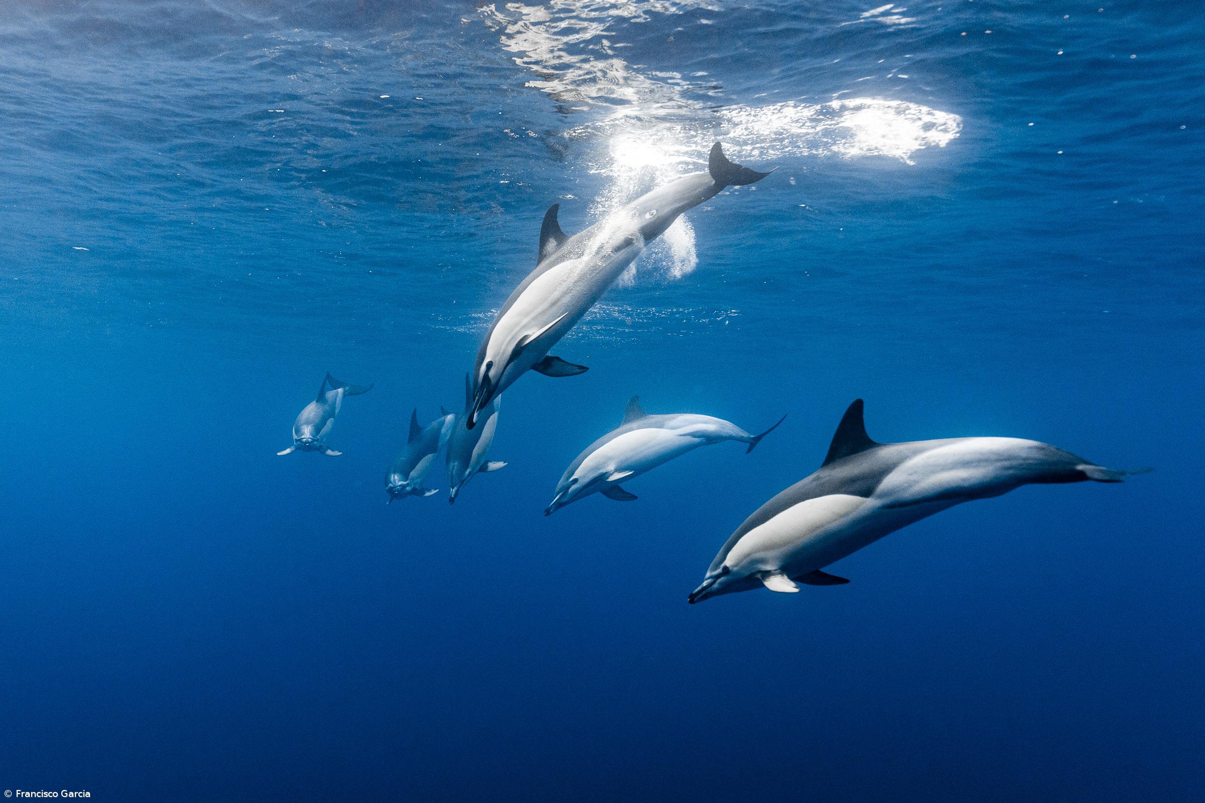 Fundação Oceano Azul congratula Governo dos Açores por proteção do mar da região – Imagem 1