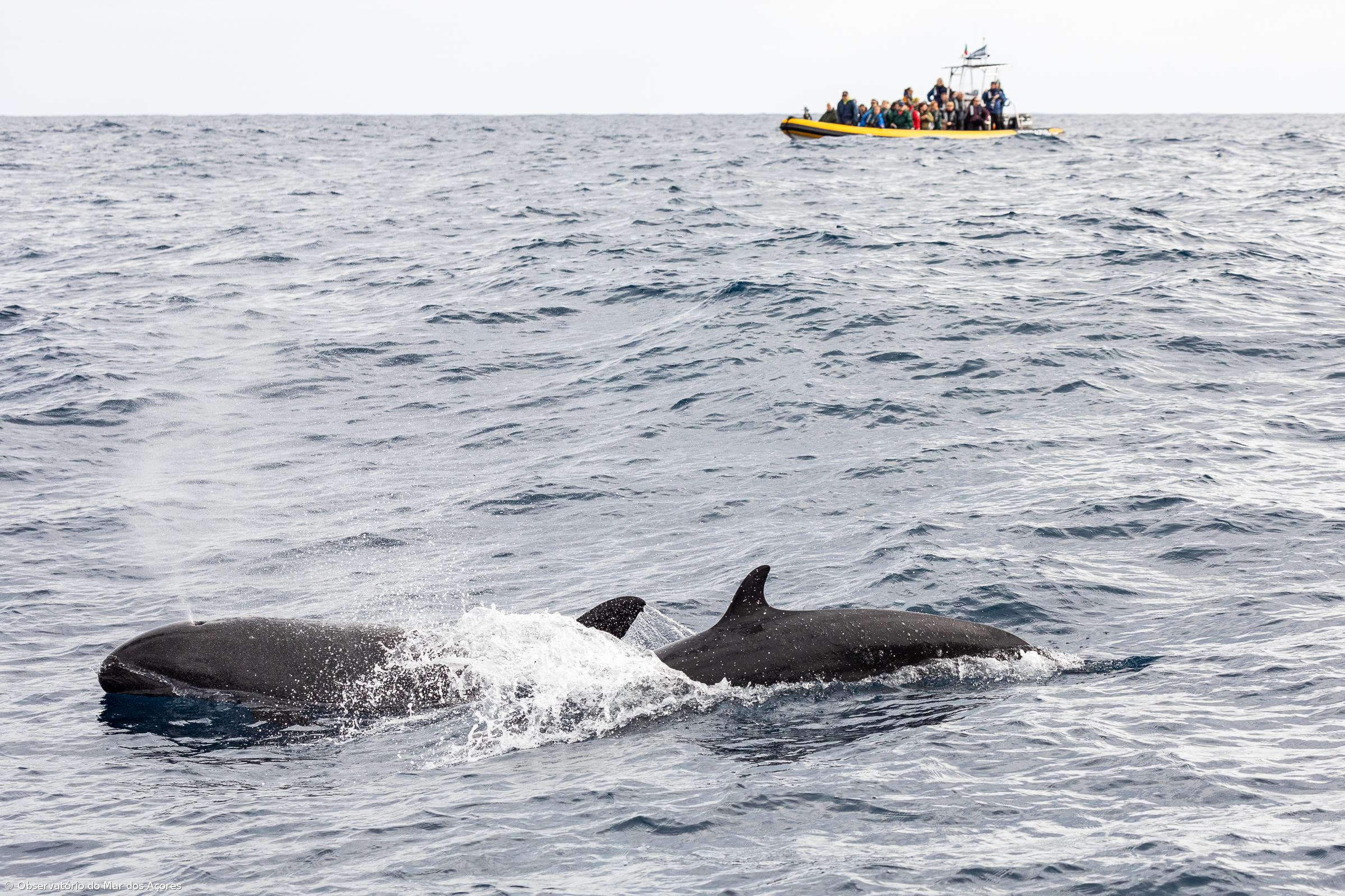 The future of whale watching depends on sustainable management – Imagem 1