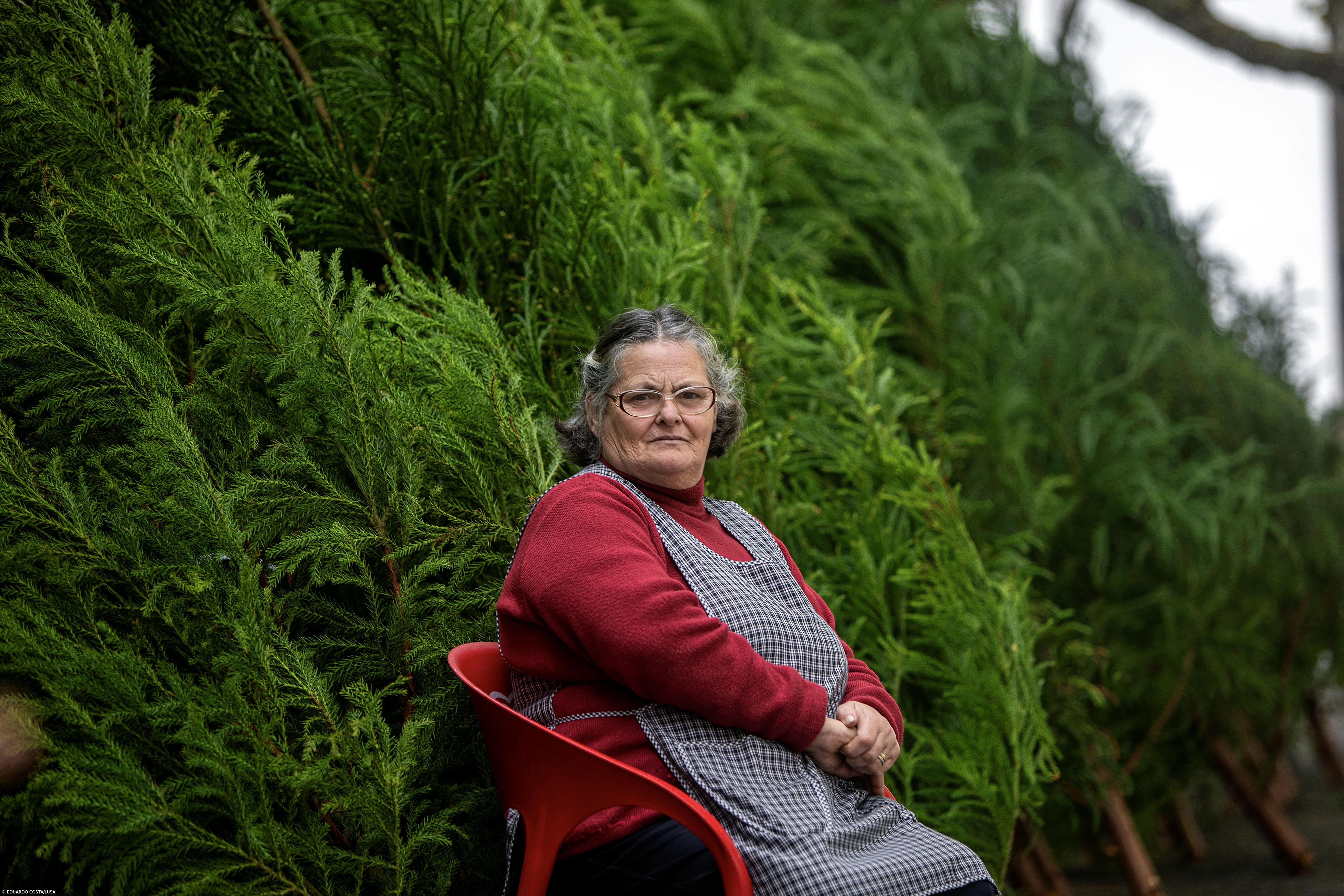 Muitas pessoas ainda cumprem tradição nos Açores e compram árvores de Natal naturais  – Imagem 1