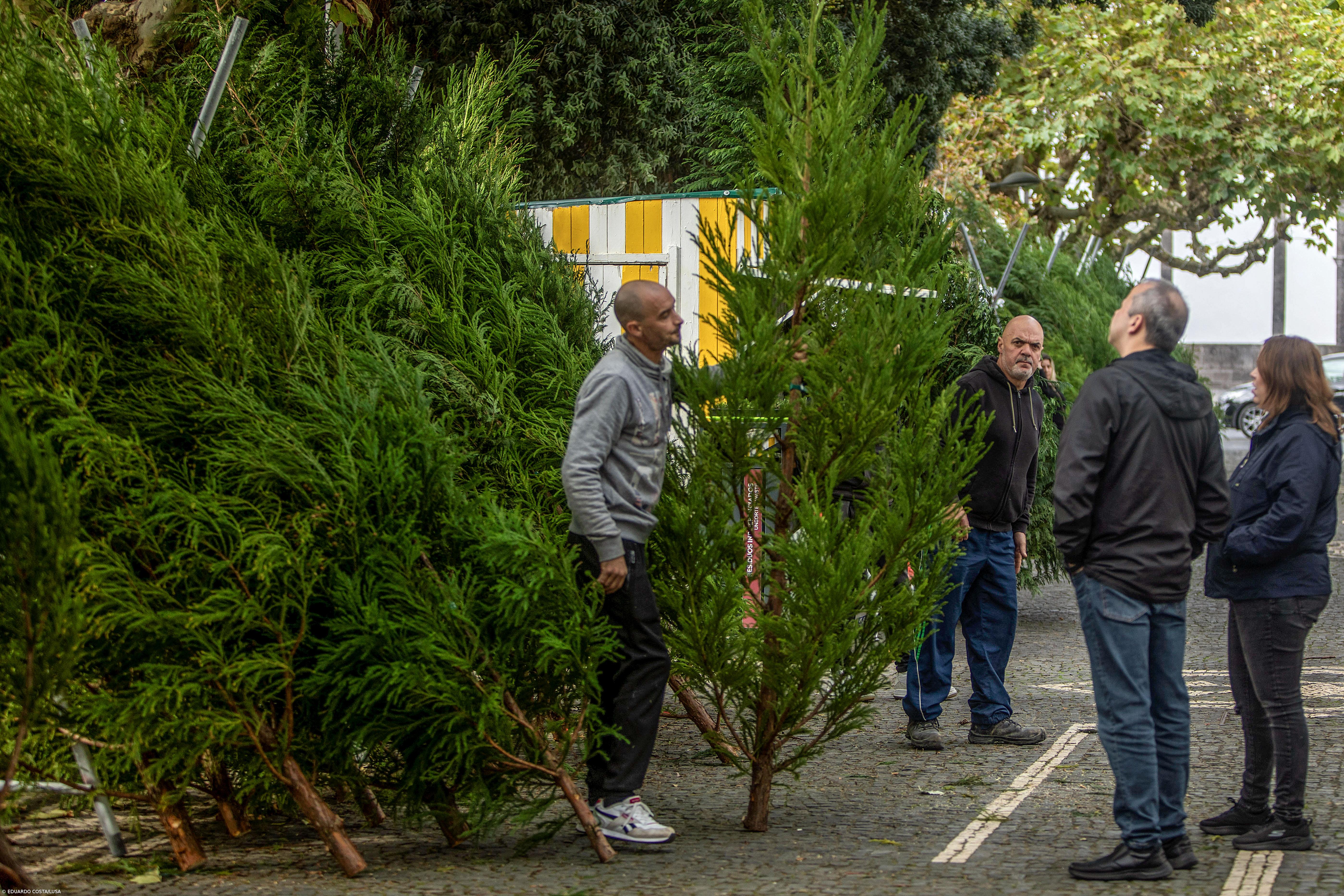 Muitas pessoas ainda cumprem tradição nos Açores e compram árvores de Natal naturais  – Imagem 2