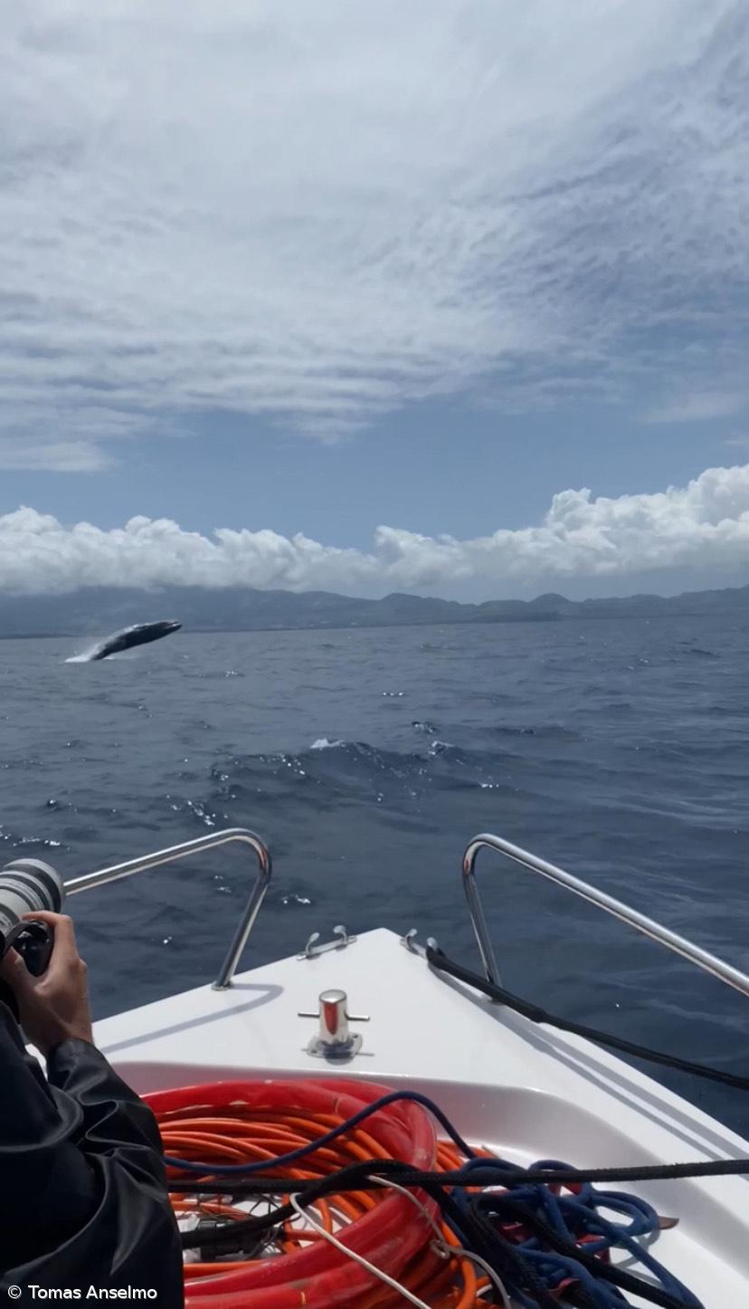Expedição científica torna Rabo de Peixe o epicentro dos cachalotes – Imagem 2