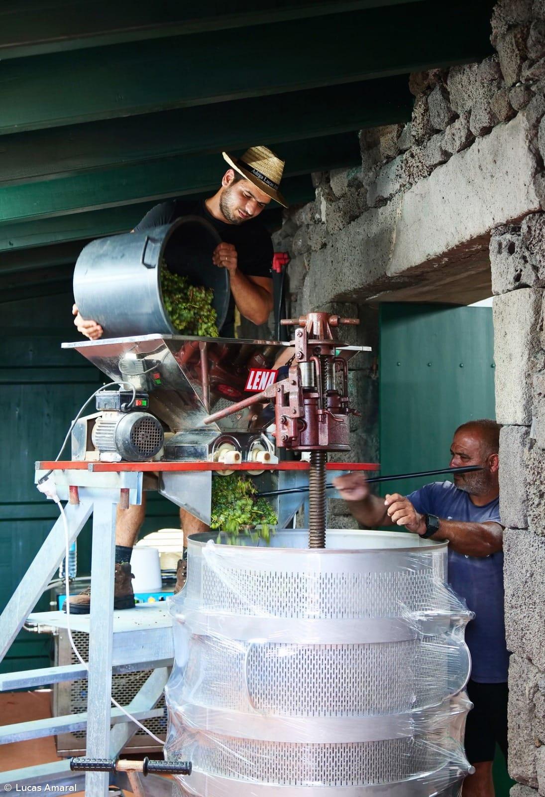 Wine runs through the veins of the Region's youngest producer – Imagem 2