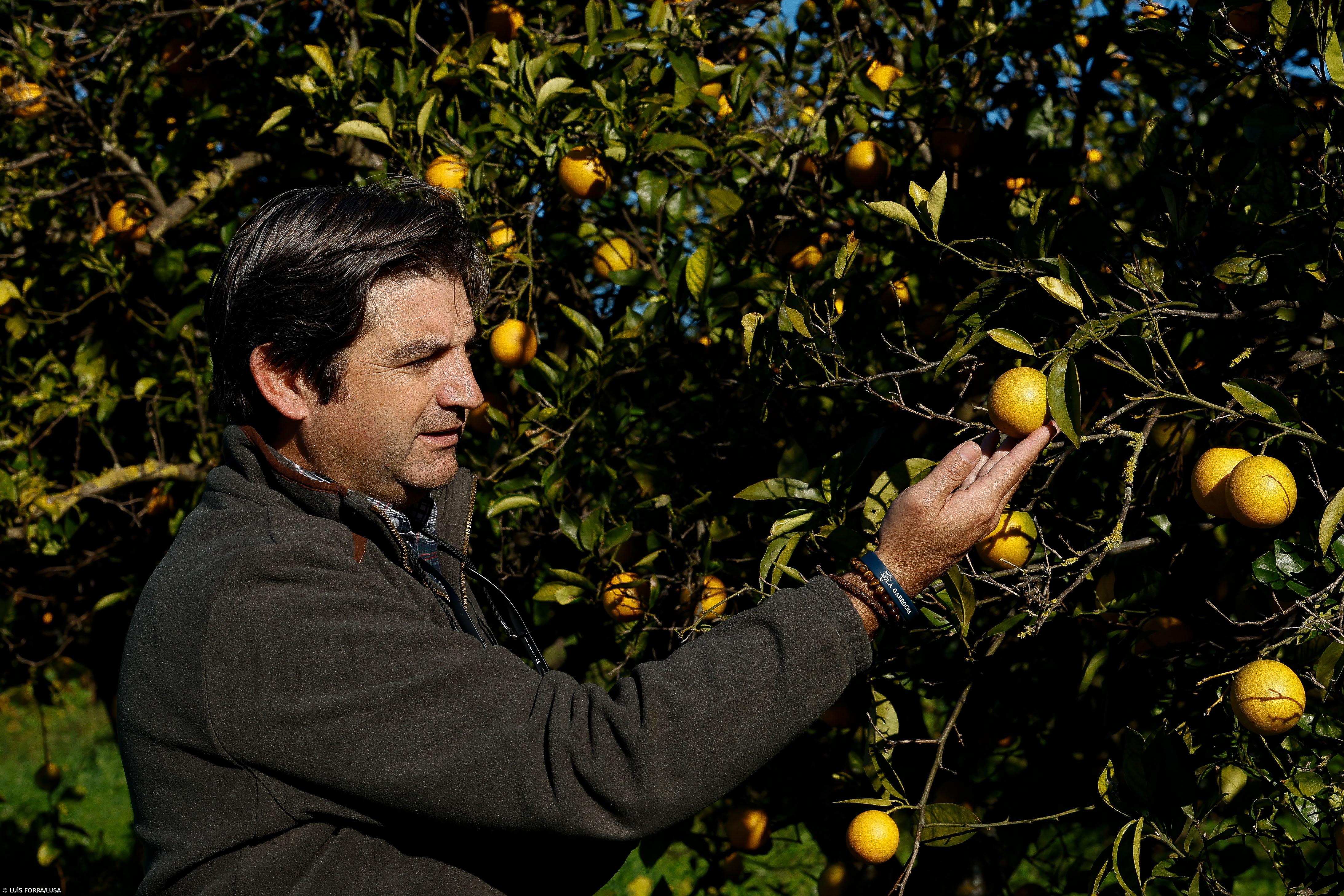 Produtores de laranja algarvios desesperados pedem ajuda para salvar produção – Imagem 1