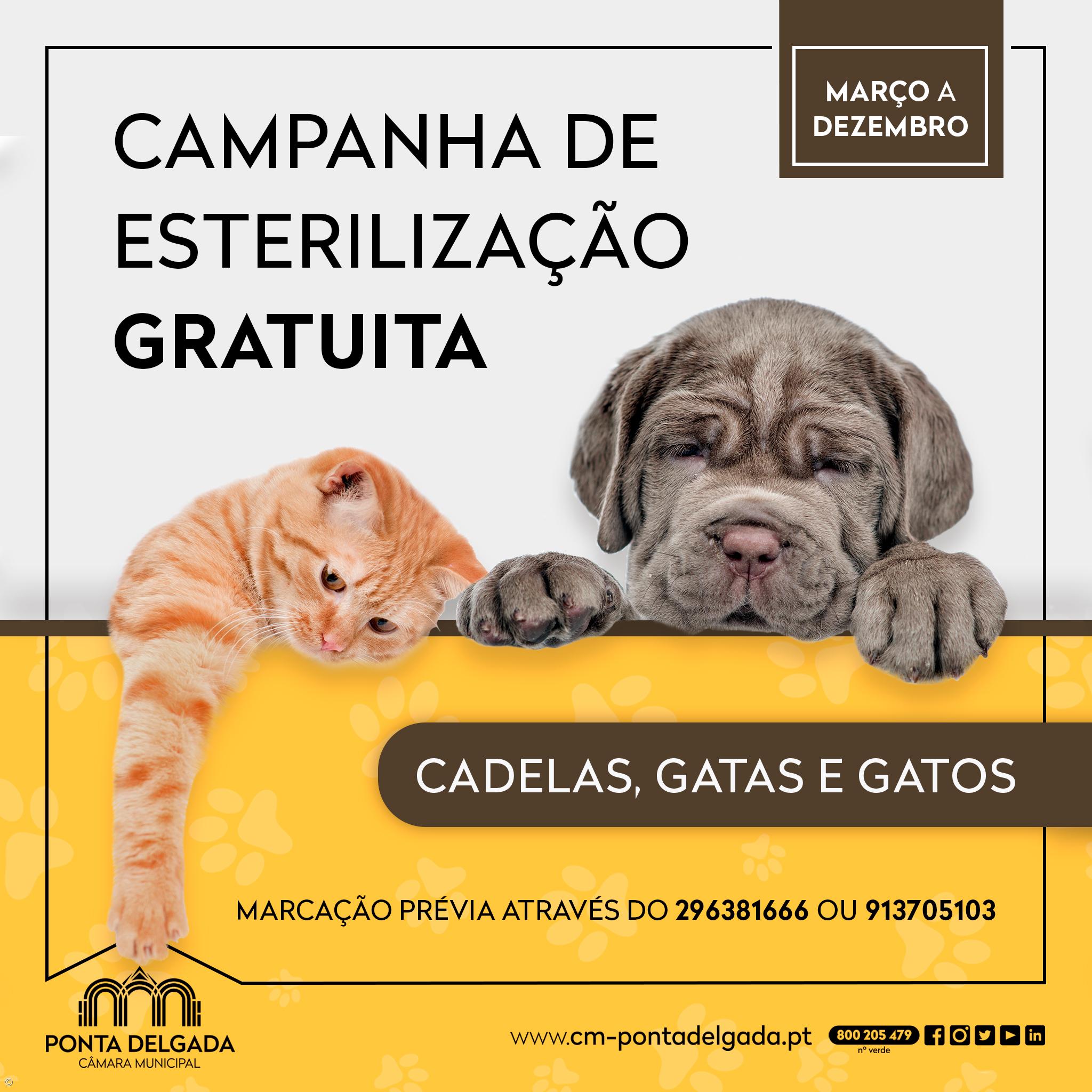Ponta Delgada volta a promover campanha de esterilização gratuita de animais – Imagem 1