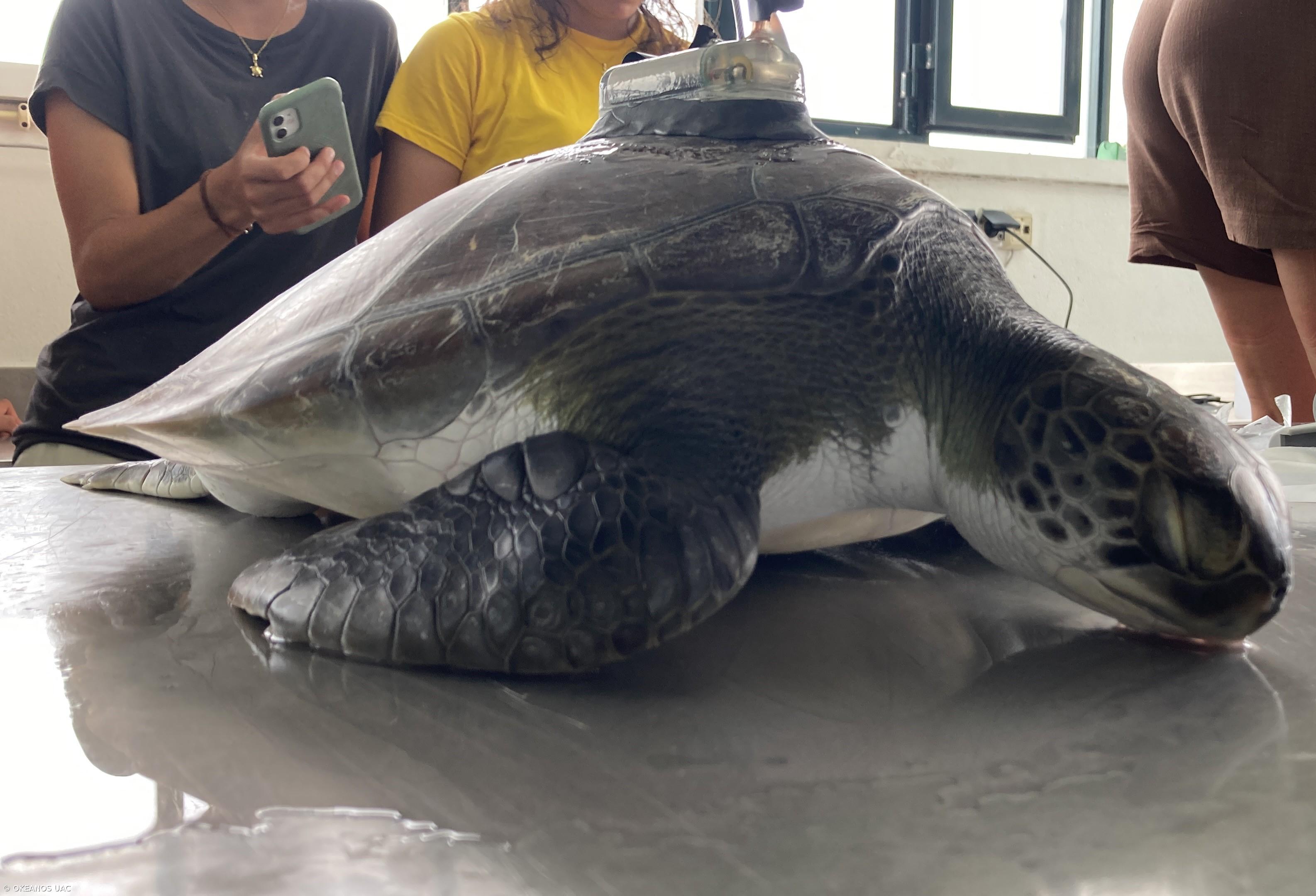 Investigadores monitorizam viagem inédita de tartaruga-verde juvenil – Imagem 1