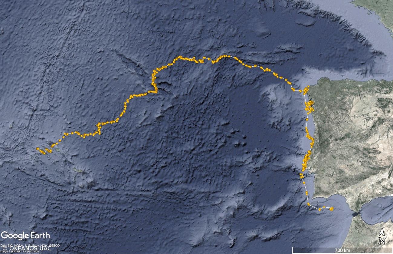 Investigadores monitorizam viagem inédita de tartaruga-verde juvenil – Imagem 2