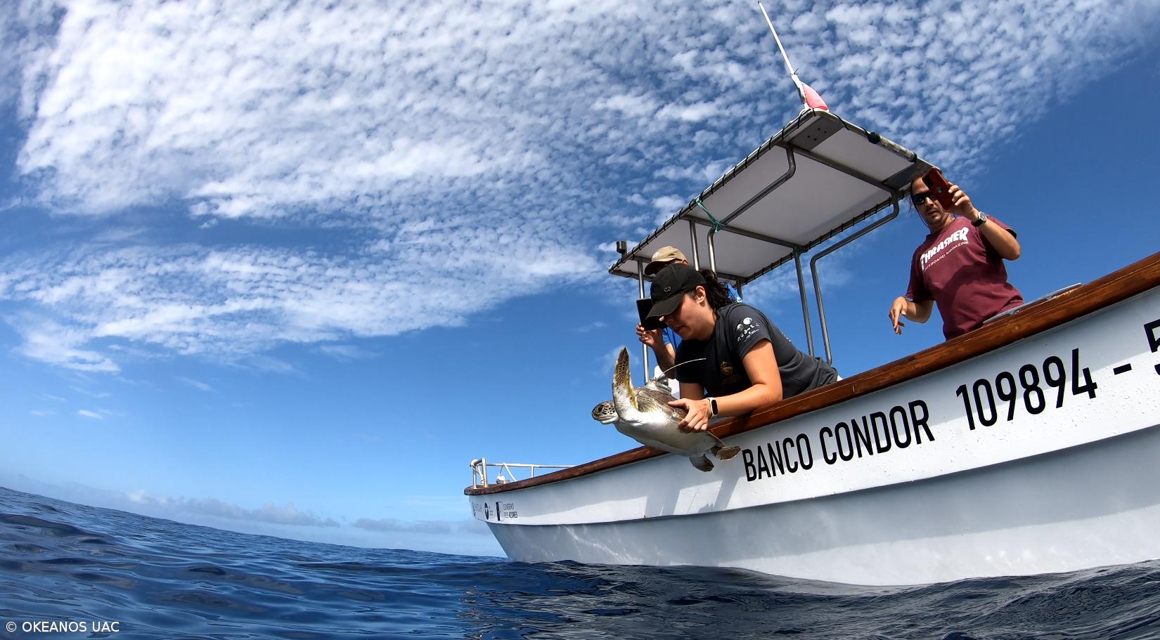 Investigadores monitorizam viagem inédita de tartaruga-verde juvenil – Imagem 3