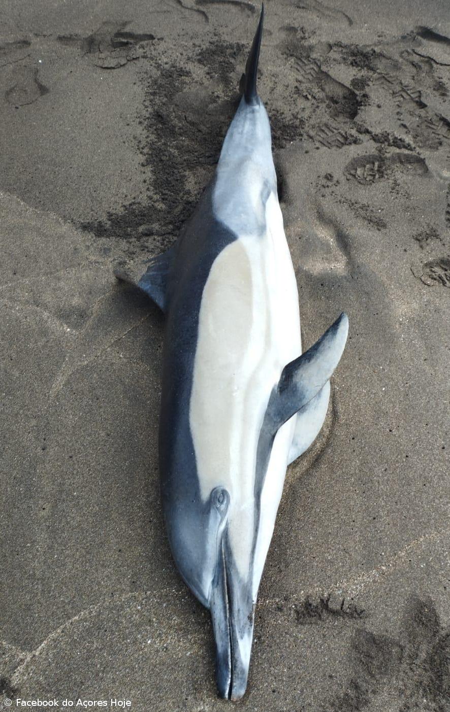 Golfinho dá à costa morto na praia dos Santos em São Roque – Imagem 1